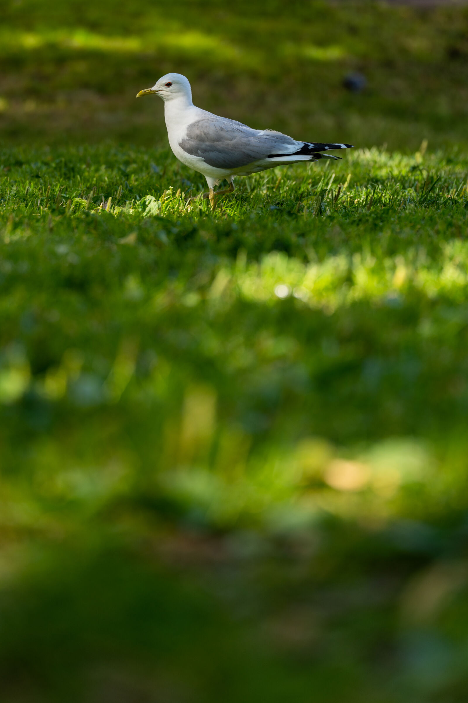 Sigma 105mm F2.8 DG DN Macro sample photo. Opportunity seagull photography