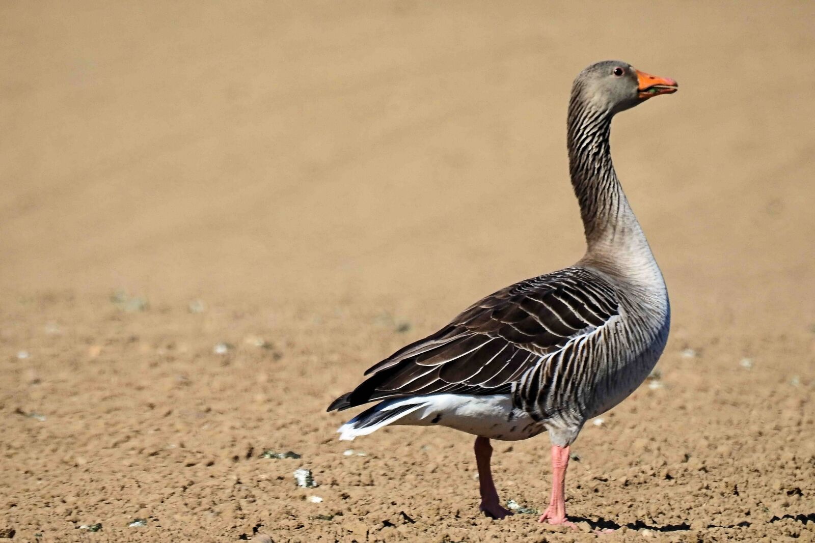 Nikon Coolpix P900 sample photo. Goose, greylag goose, wild photography