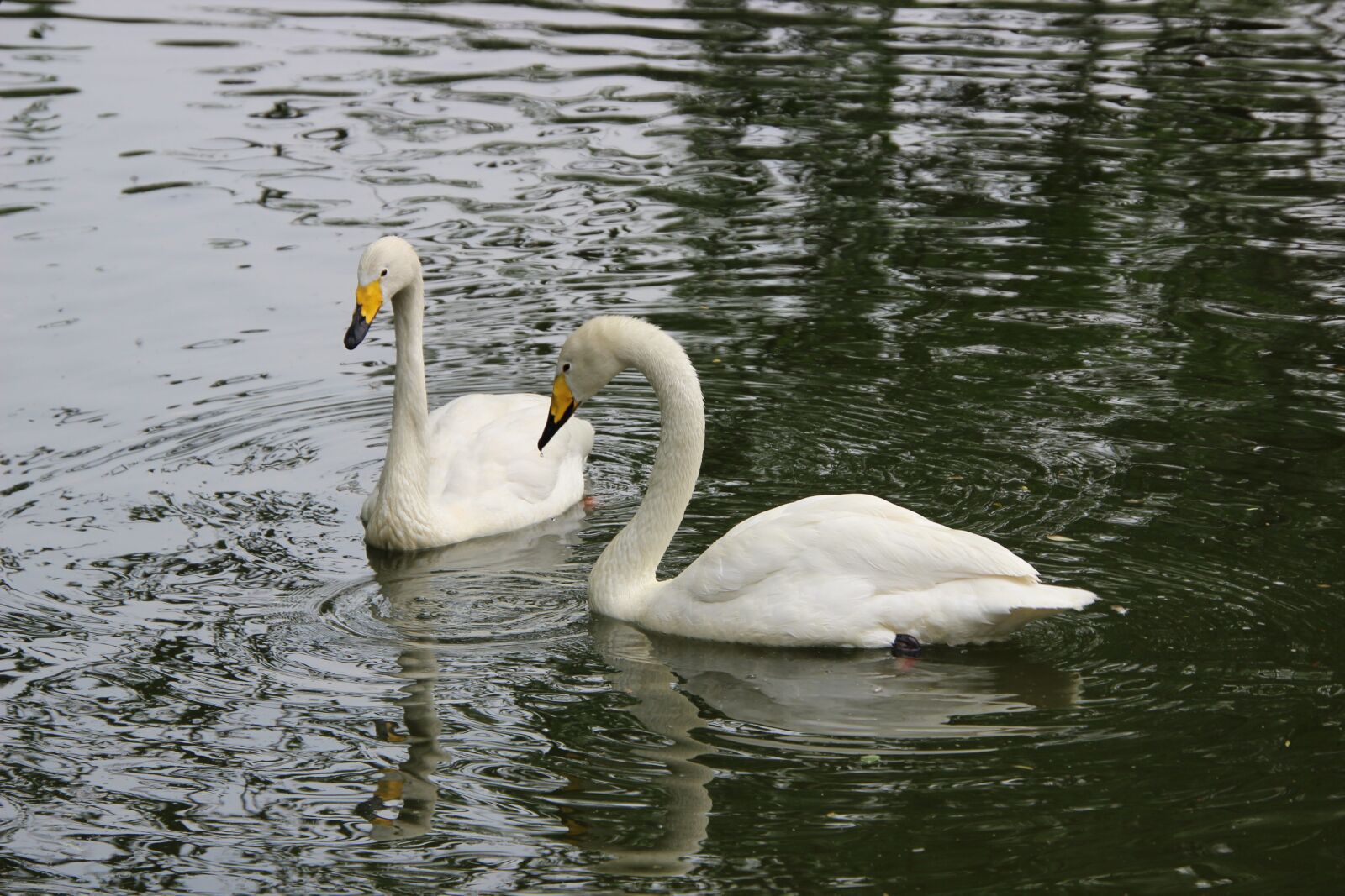 Canon EOS 600D (Rebel EOS T3i / EOS Kiss X5) sample photo. Swans, white swans, birds photography