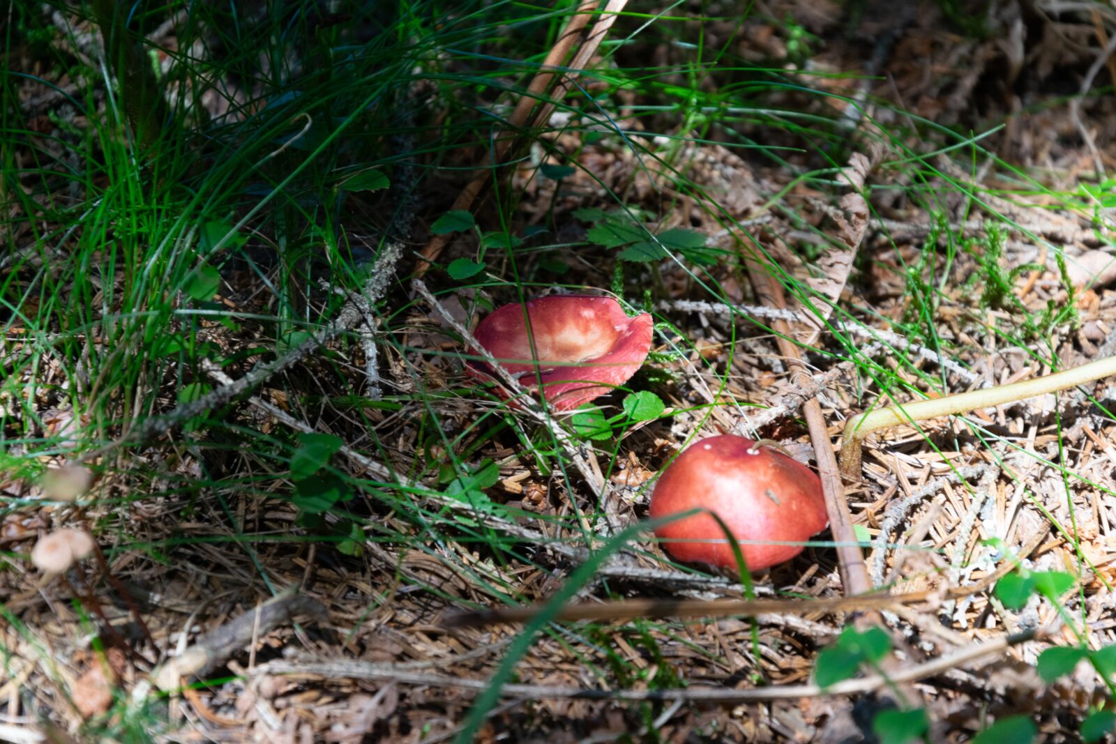 Nikon D3300 sample photo. Mushroom, forest, autumn photography