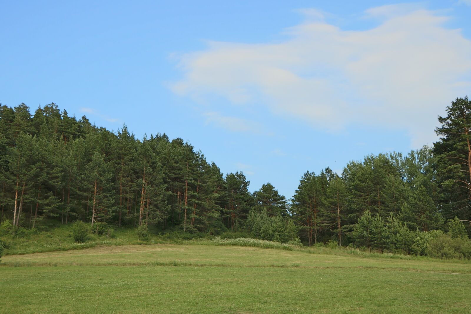 Canon EOS 760D (EOS Rebel T6s / EOS 8000D) sample photo. Forest, green, nature photography