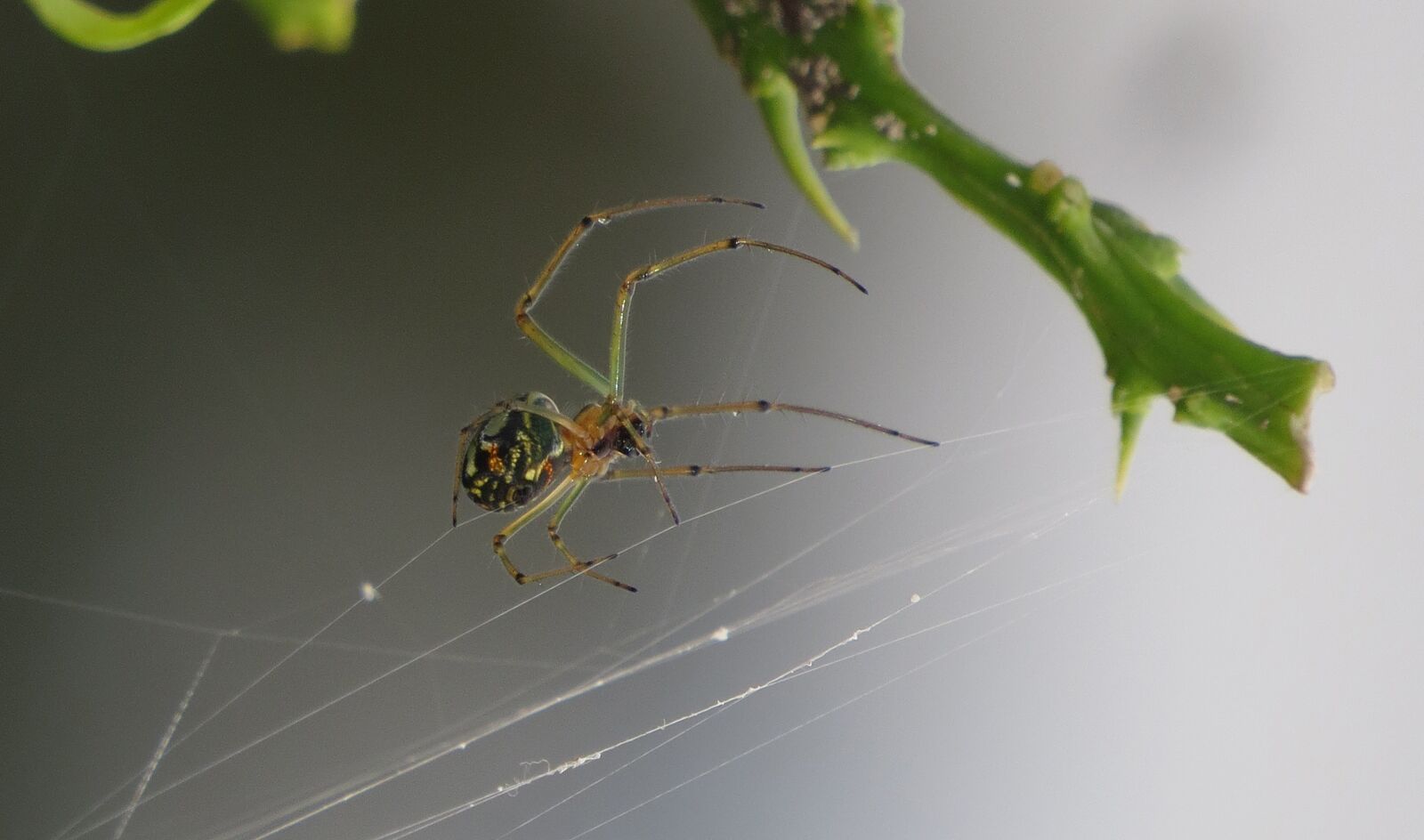Canon PowerShot SX50 HS sample photo. Spider, insect, nature photography