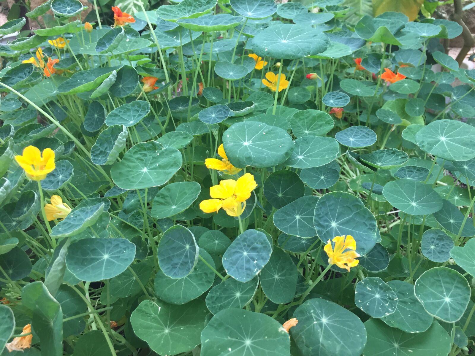 Apple iPhone 6 sample photo. Plants, abstract, flowers photography
