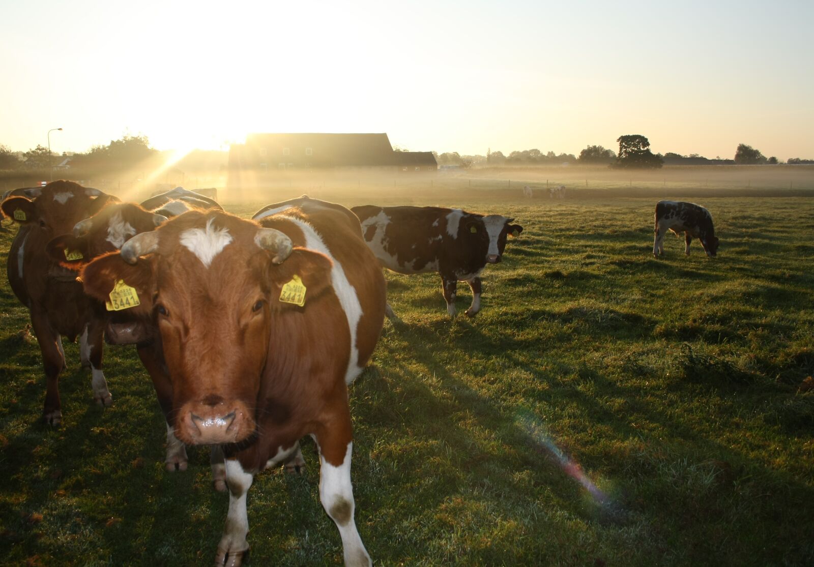 Canon EOS 1000D (EOS Digital Rebel XS / EOS Kiss F) sample photo. Cow, morning, country life photography