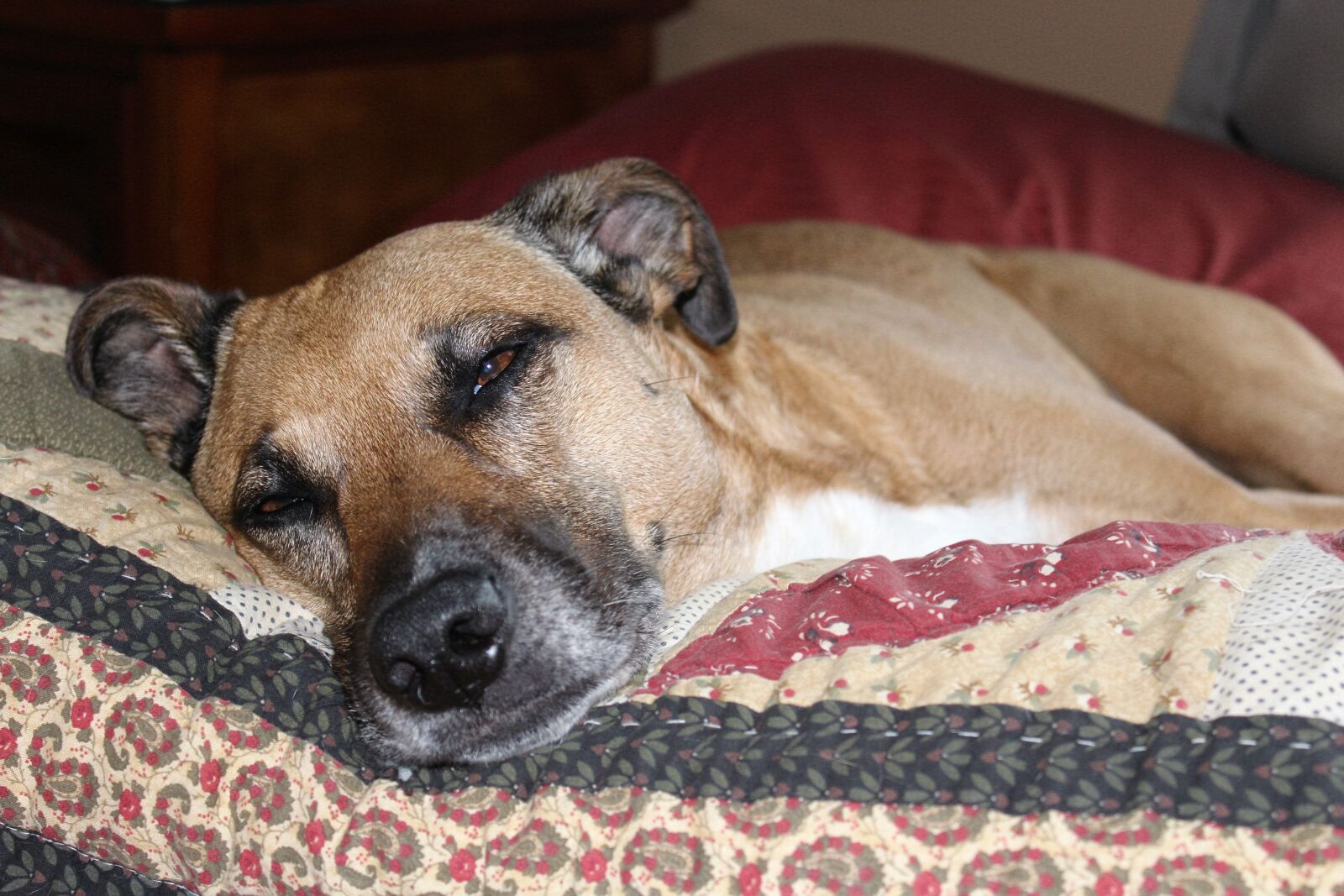 Canon EOS 1200D (EOS Rebel T5 / EOS Kiss X70 / EOS Hi) sample photo. Bed, comfy, dog, relaxing photography