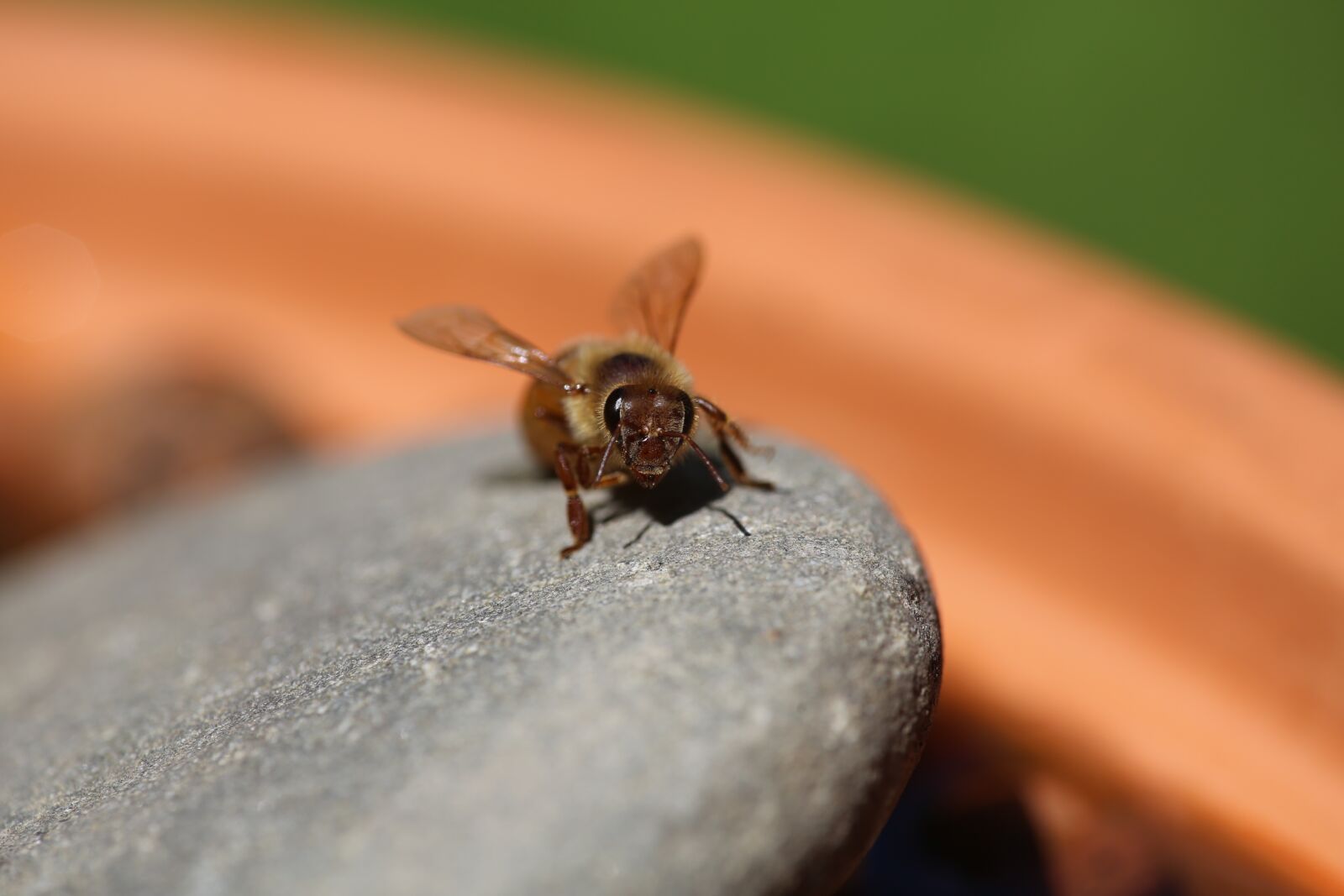 Canon EF 180mm F3.5L Macro USM sample photo. Honeybee, macro, water photography