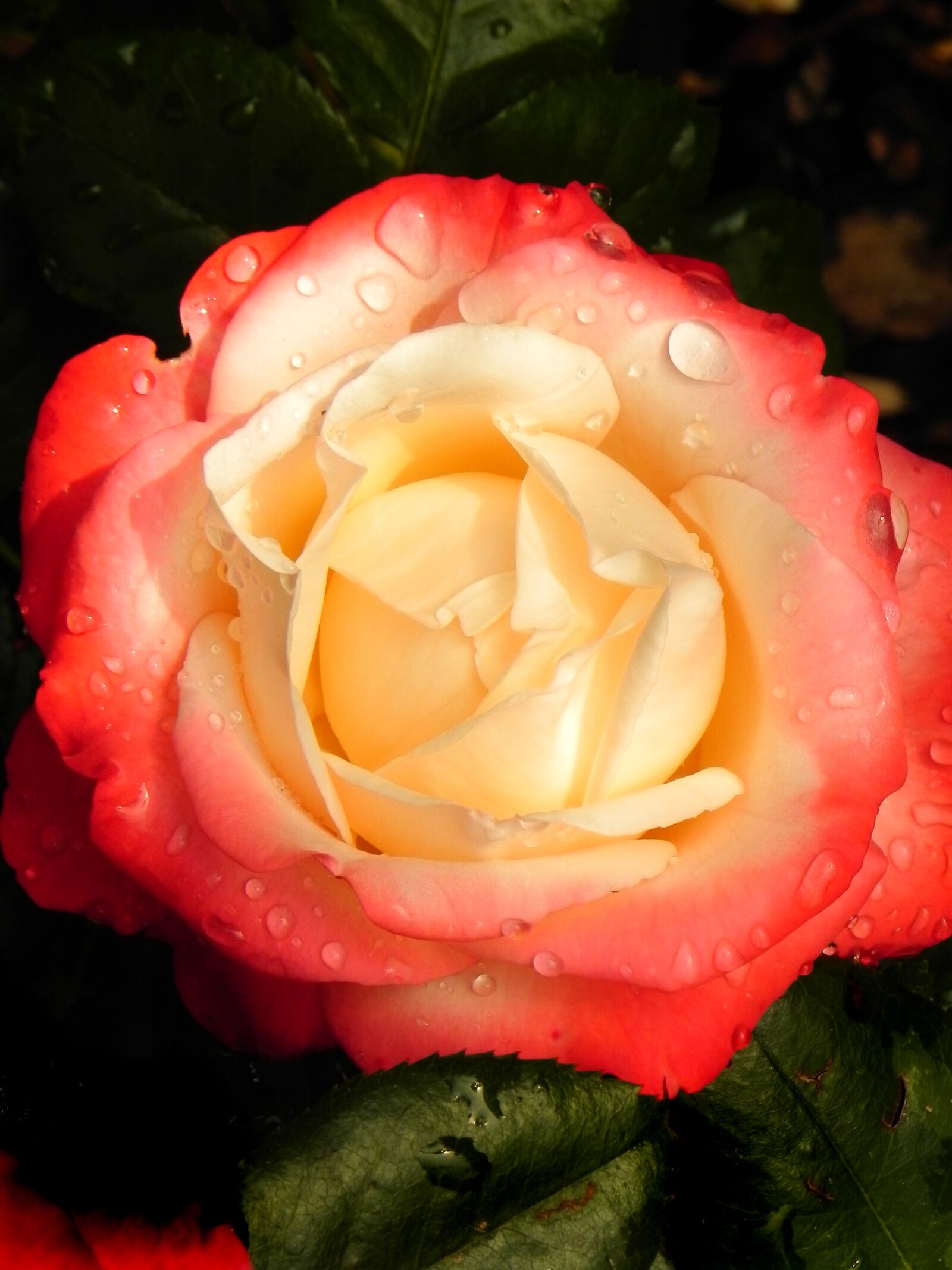 Nikon Coolpix P100 sample photo. Rose, flower, plant photography