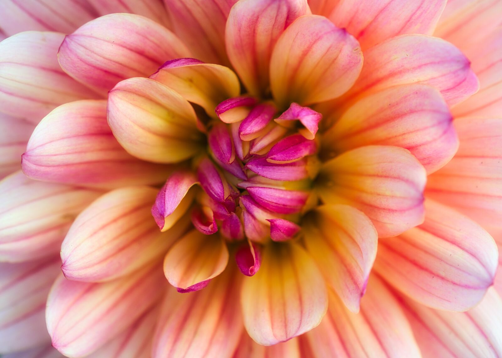 Canon EOS 200D (EOS Rebel SL2 / EOS Kiss X9) sample photo. Dahlia, bright, beauty photography