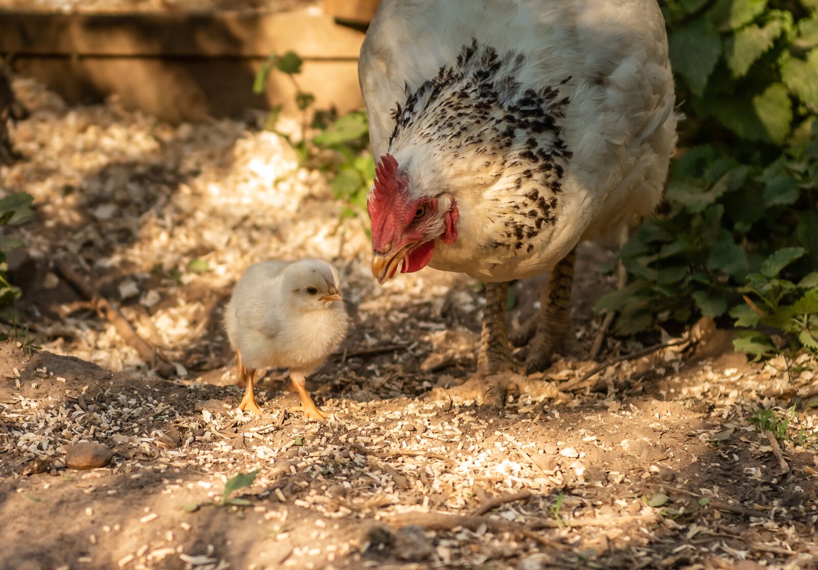 Nikon D750 sample photo. Animals, chicks, mother hen photography