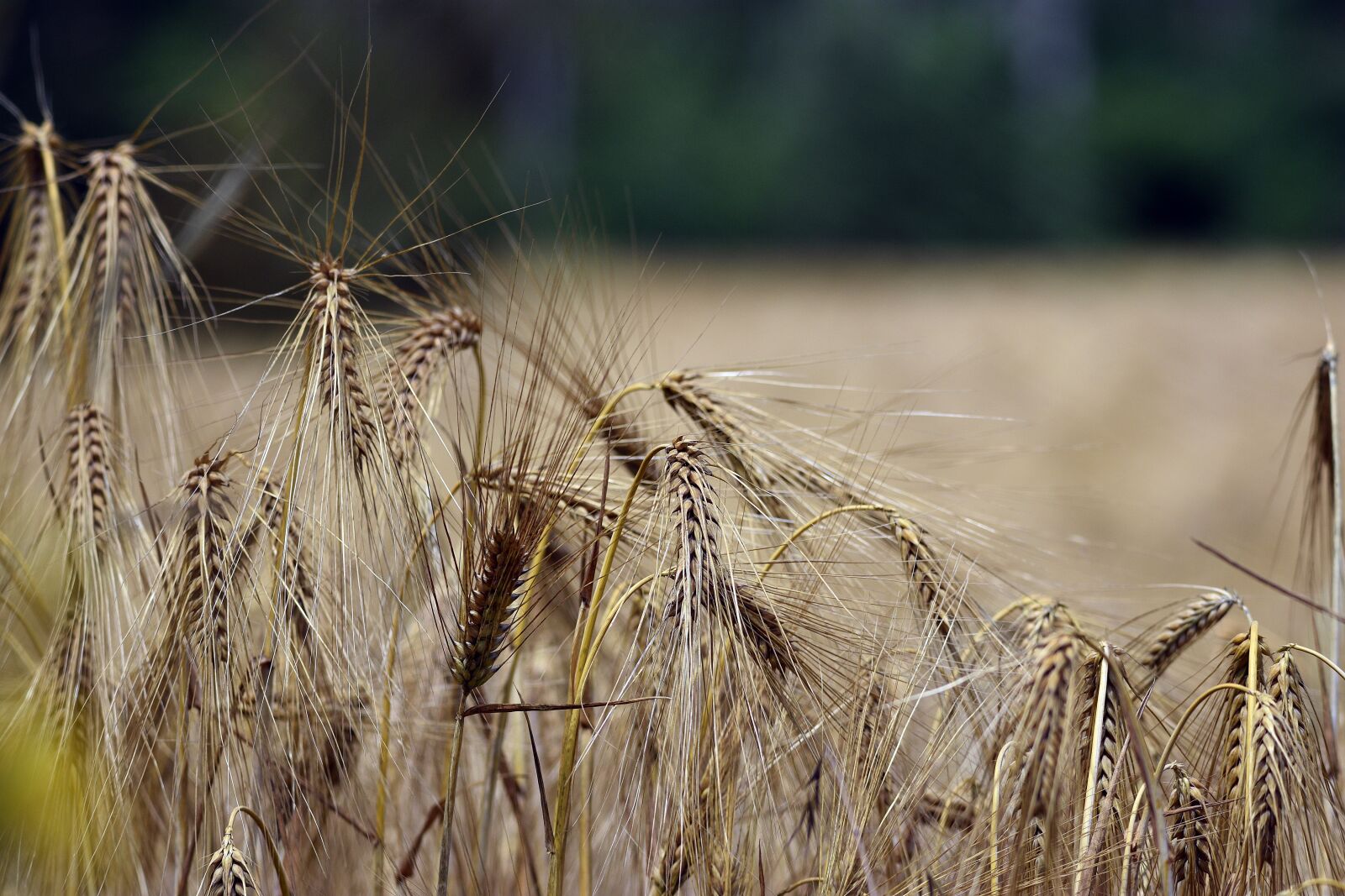 Nikon D3400 sample photo. Corn, wheat, field photography
