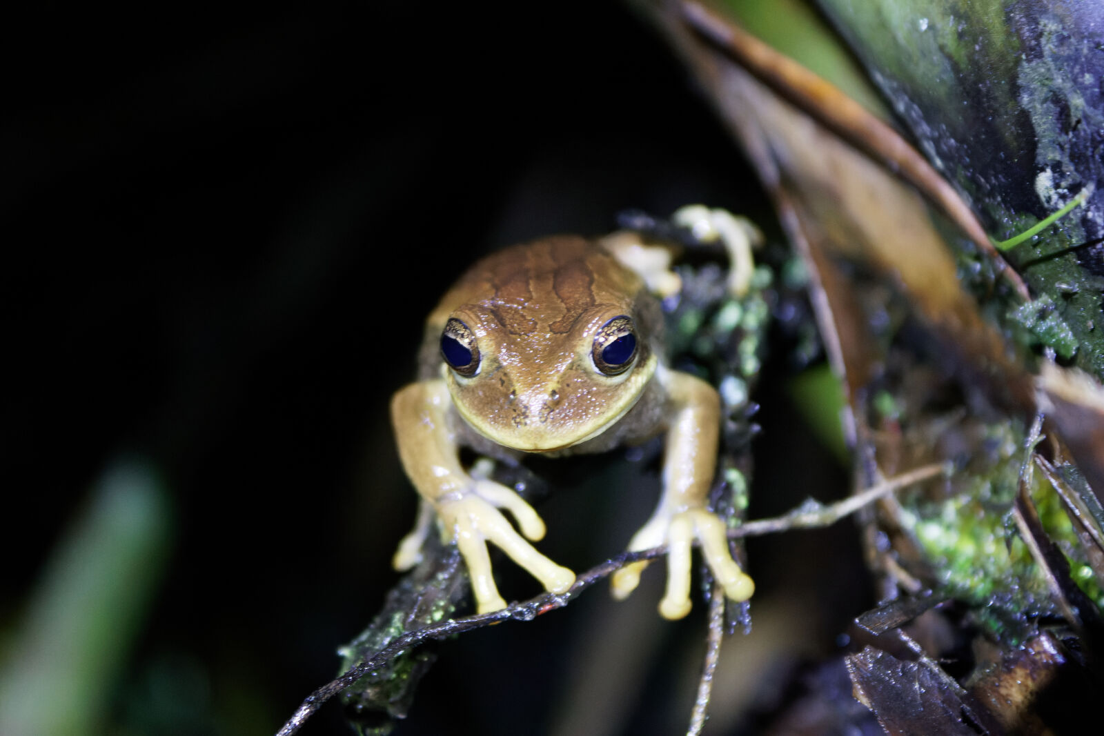 Canon EOS M50 (EOS Kiss M) sample photo. Rana marsupial de cuenca photography