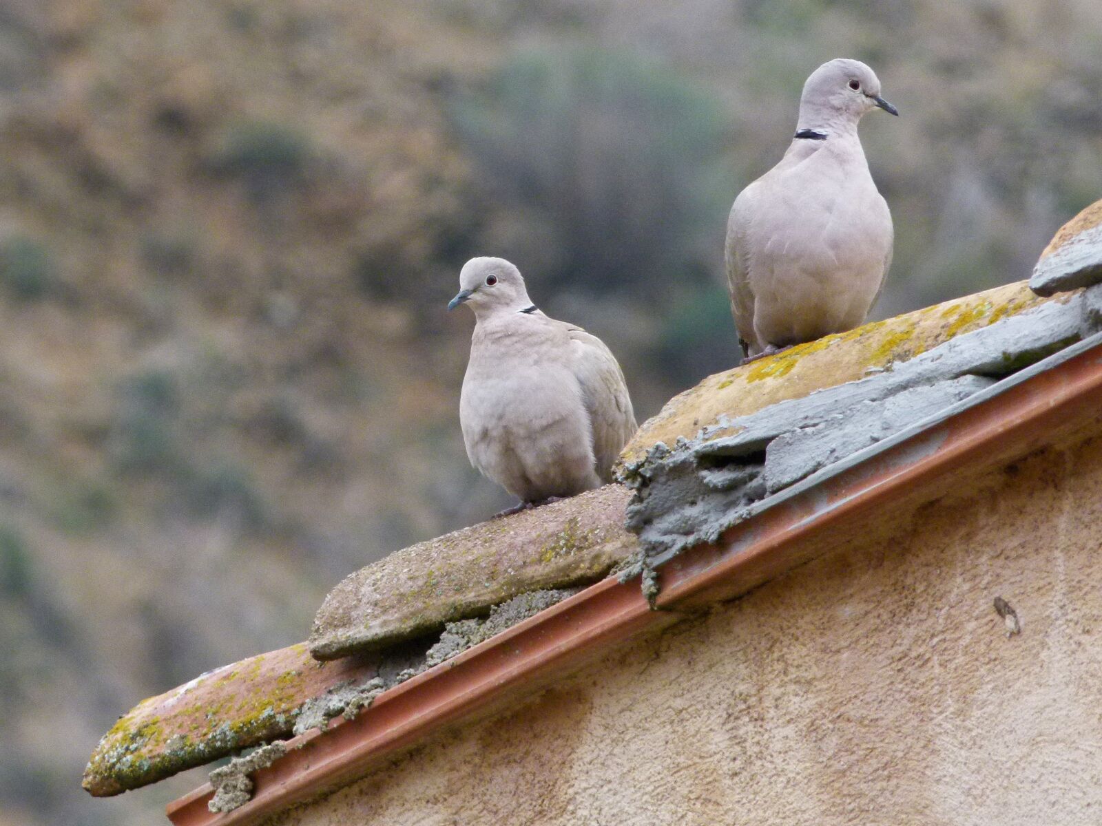 Leica V-Lux 2 sample photo. Turtledove, turtledoves, roof photography