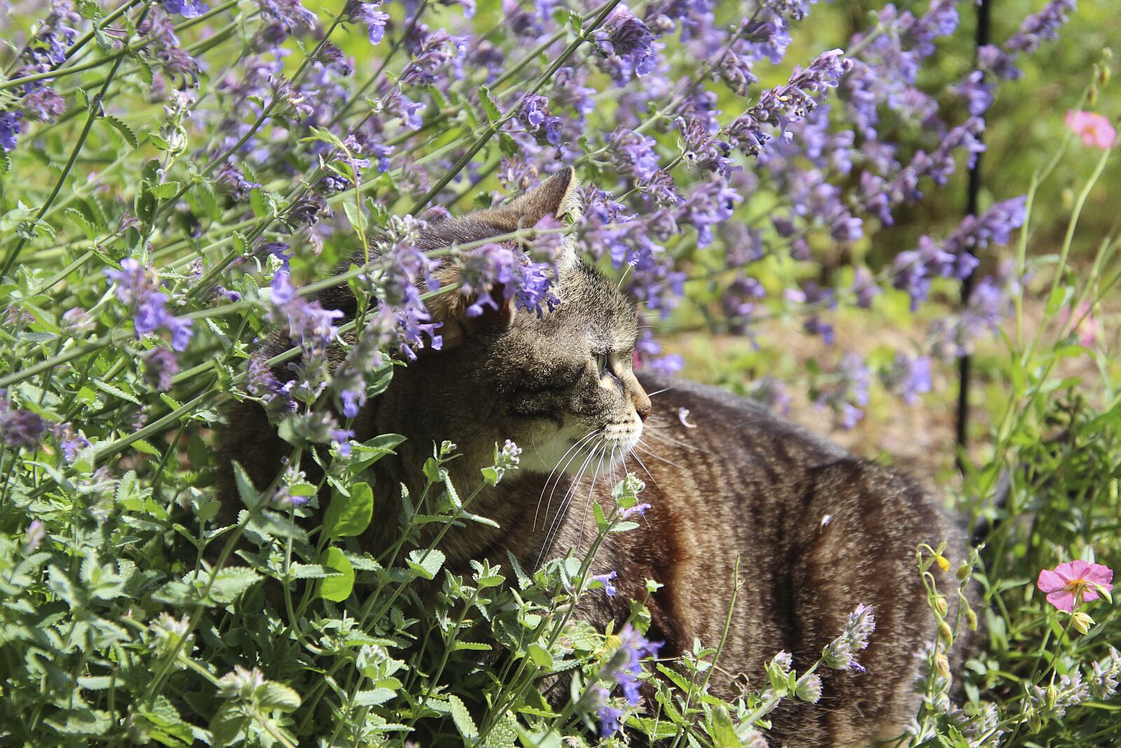 Canon EOS 700D (EOS Rebel T5i / EOS Kiss X7i) sample photo. Cat, plant, animal photography