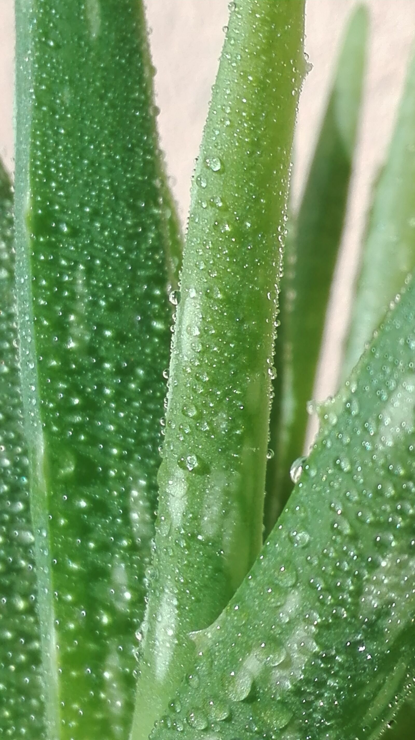 HUAWEI P8 Lite sample photo. Aloe vera, plant, green photography