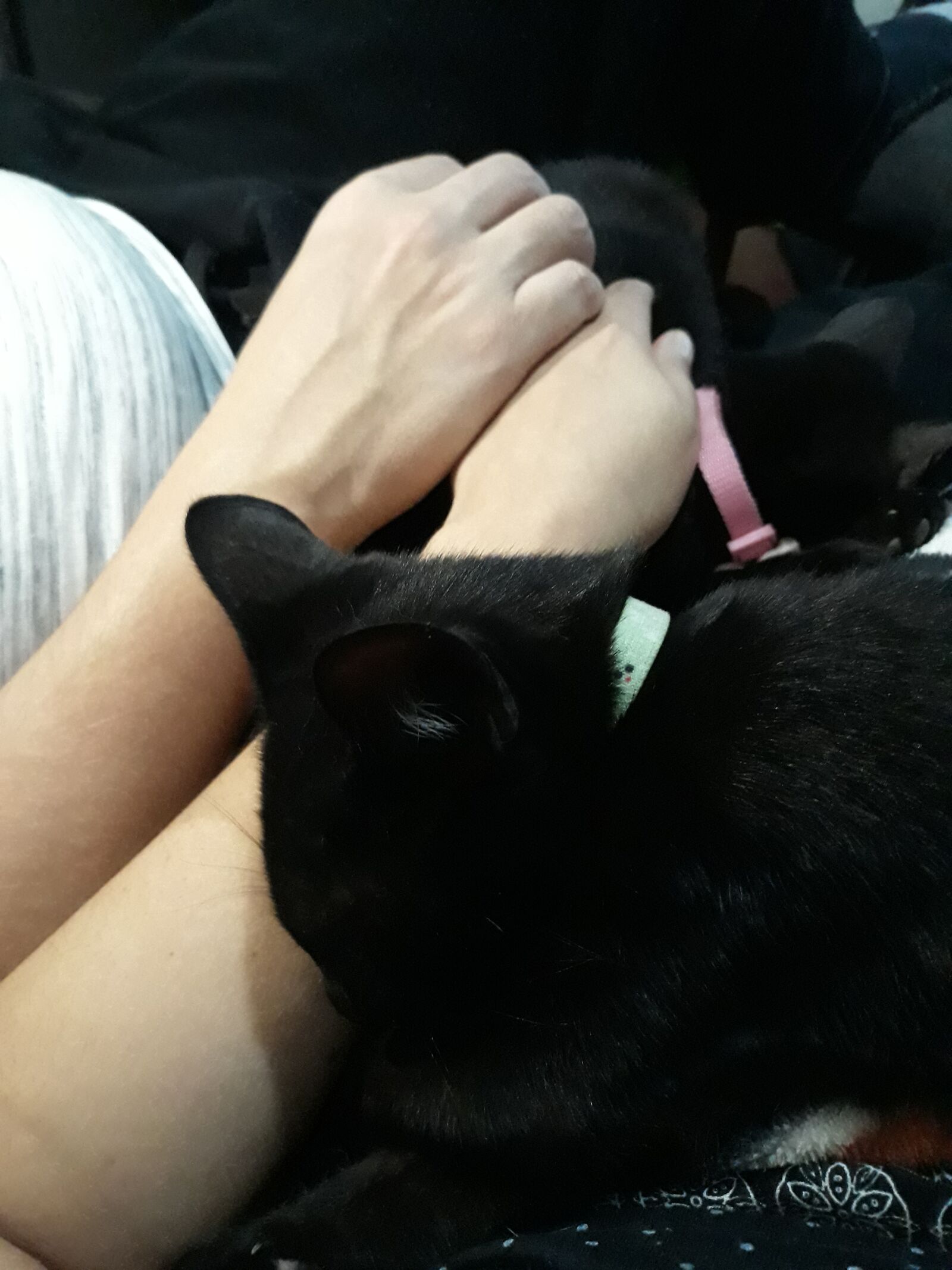 Samsung Galaxy J5 Pro sample photo. Love, cats, family photography