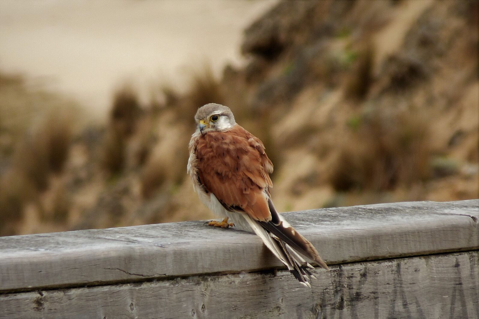 Panasonic Lumix DMC-FZ40 (Lumix DMC-FZ45) sample photo. Falcon, hobby, bird photography