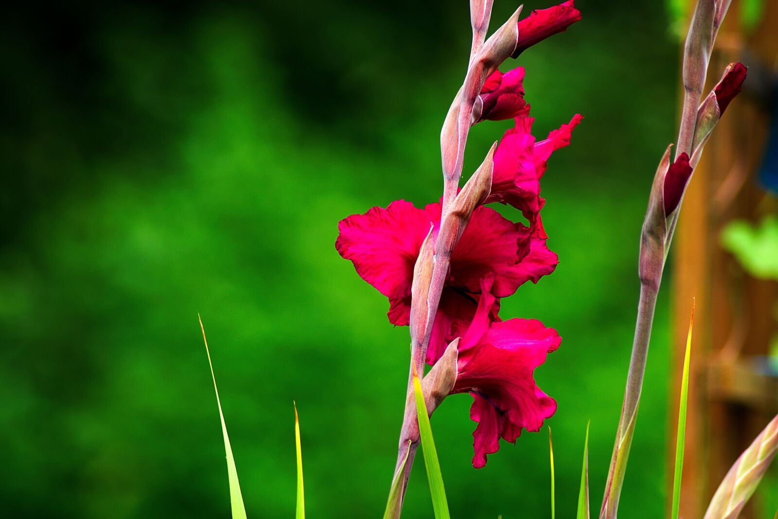 Nikon D3300 sample photo. Gladiolus, gladidus, butterfly greenhouse photography