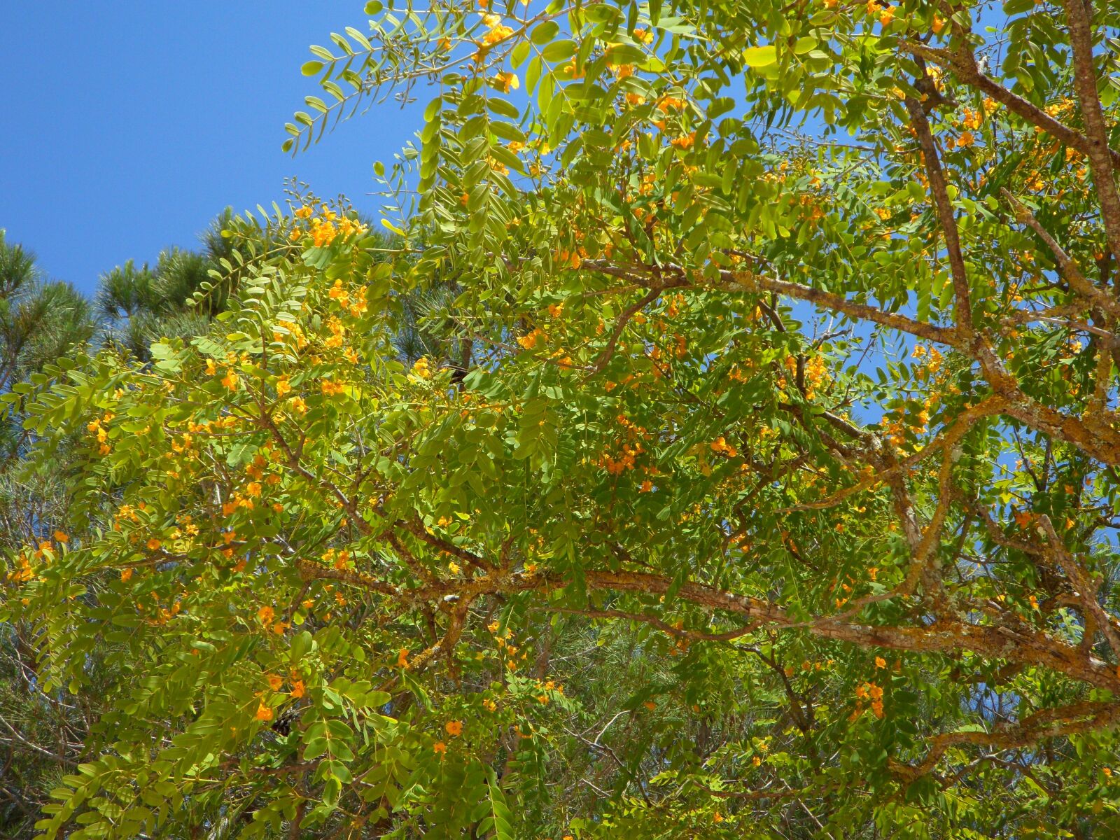 Samsung VLUU WB210, SAMSUNG WB210 sample photo. Tree, blossom, bloom photography