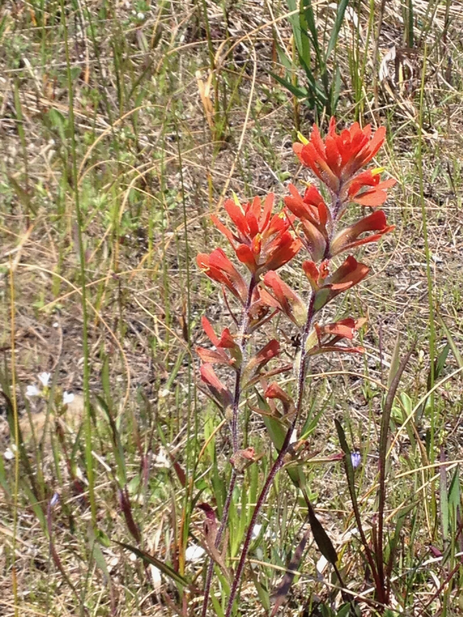 iPhone 4S back camera 4.28mm f/2.4 sample photo. Indian paintbrush, bruce, summer photography