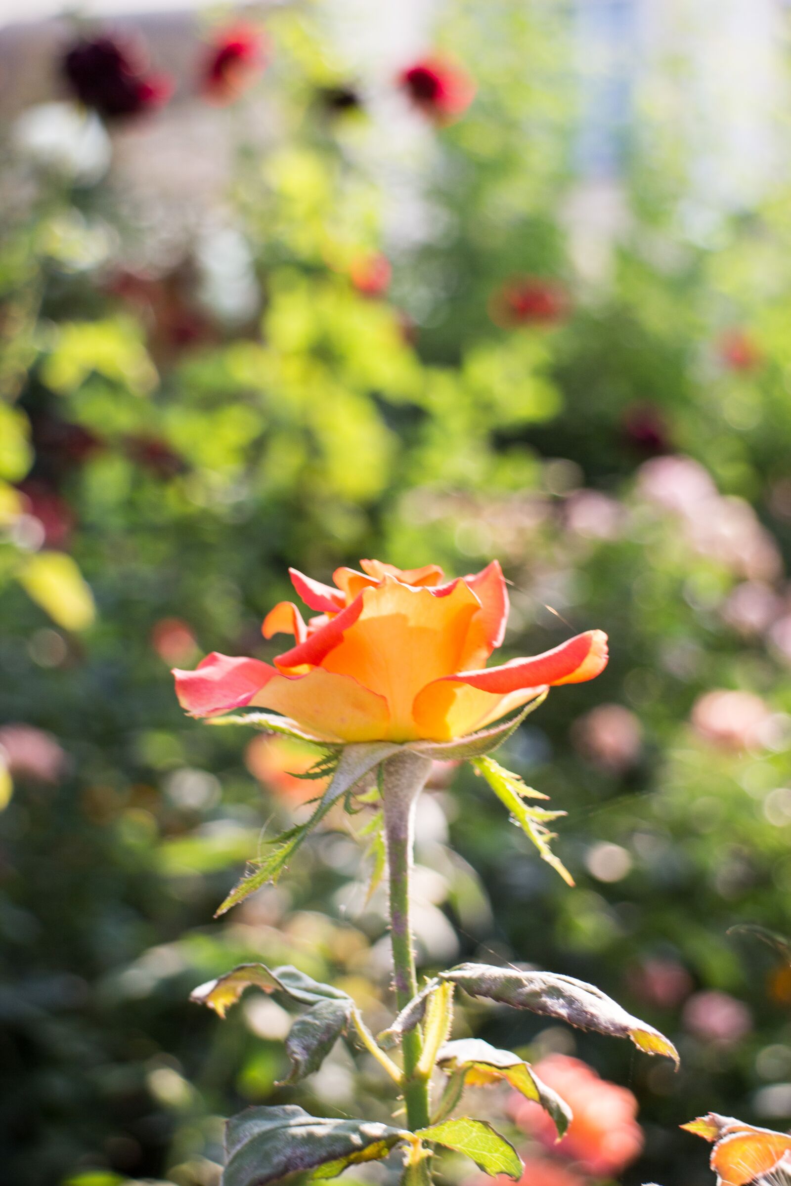 Canon EOS M + Canon EF-M 18-55mm F3.5-5.6 IS STM sample photo. Roses, summer, flowers photography