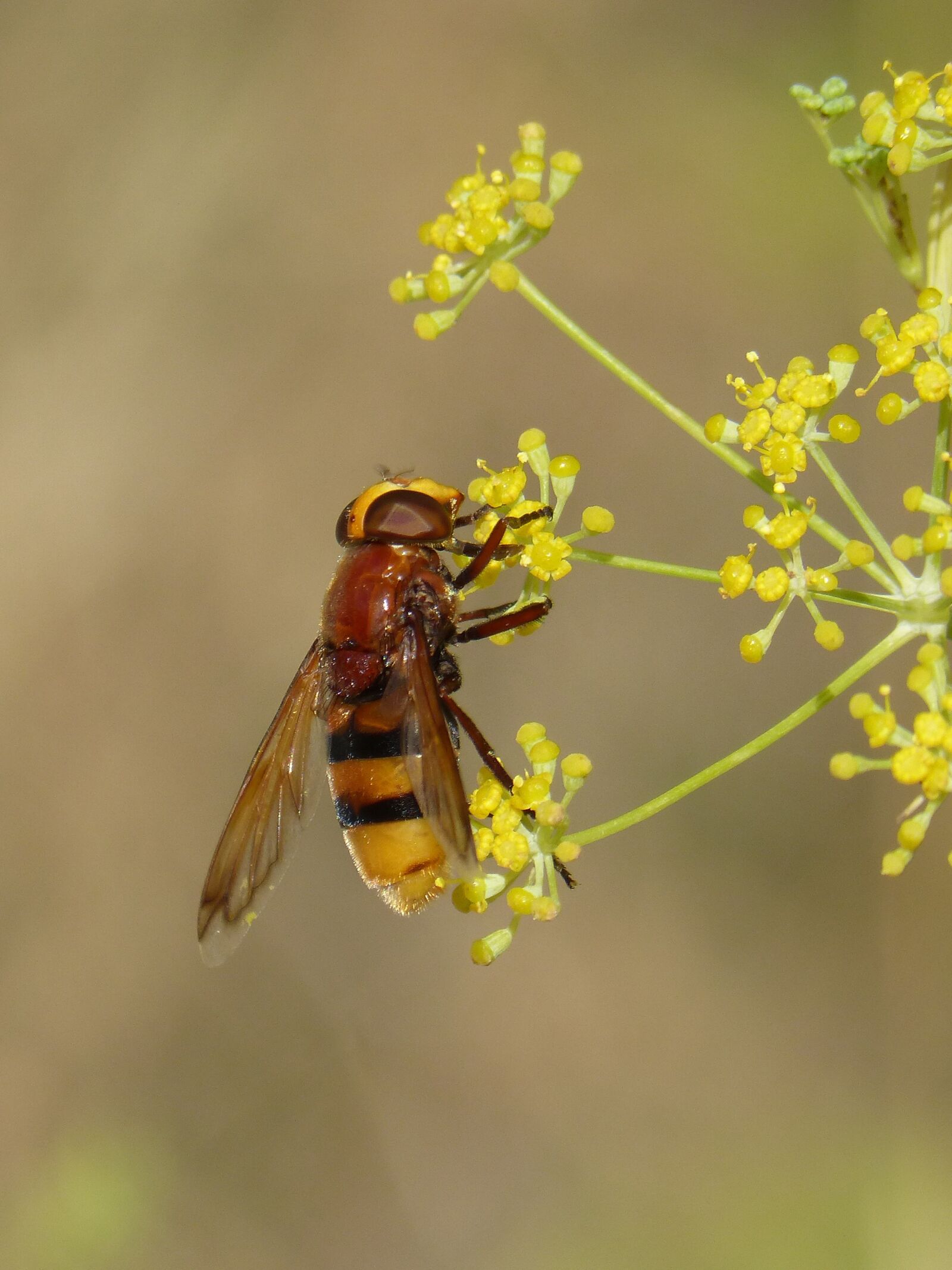 Panasonic DMC-FZ62 sample photo. Insect, hoverfly, sirphidae photography