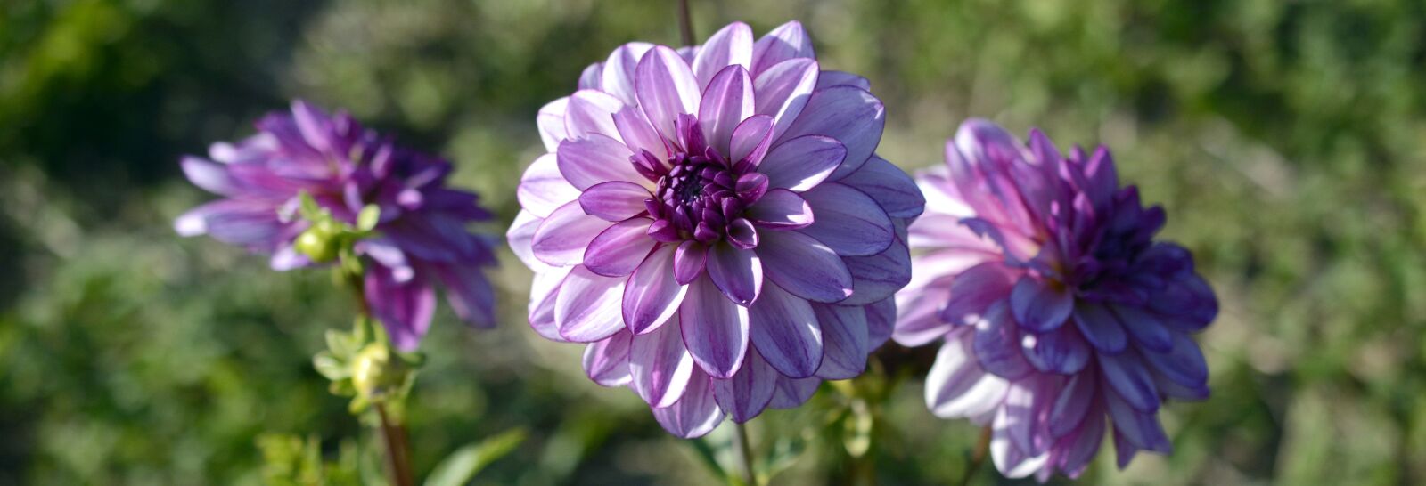 Nikon D7100 sample photo. Dahlia, flower, blossom photography
