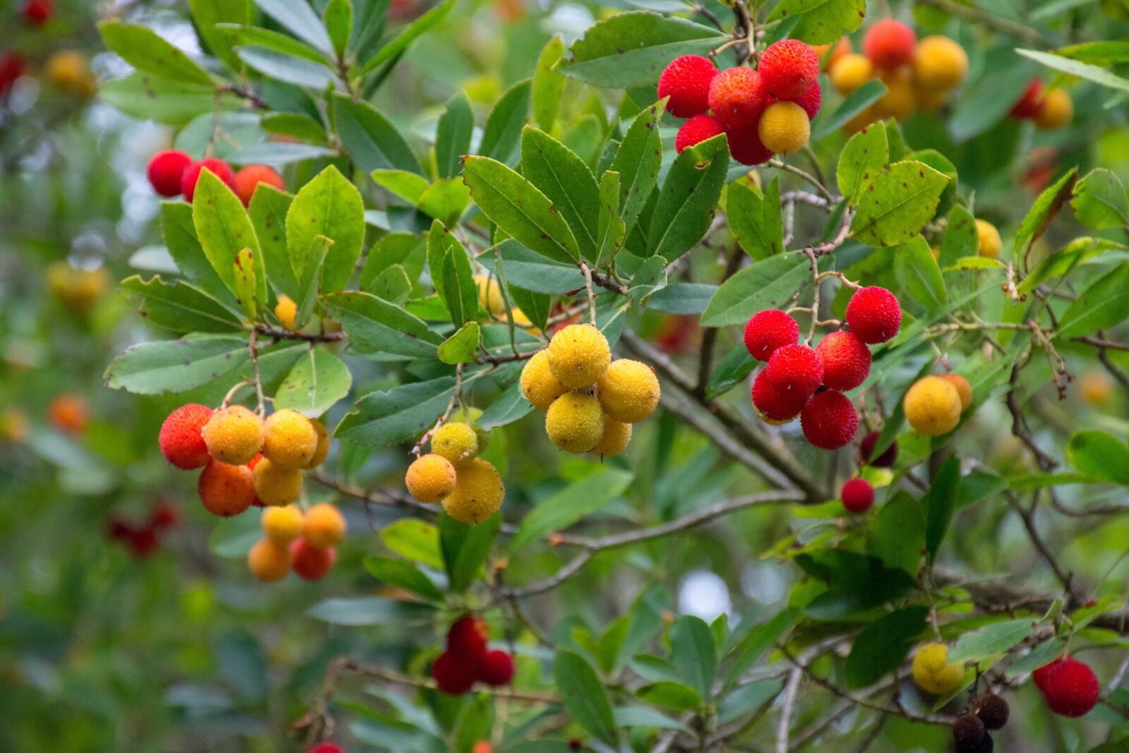 Nikon D7200 sample photo. Strawberry tree, fruits, autumn photography