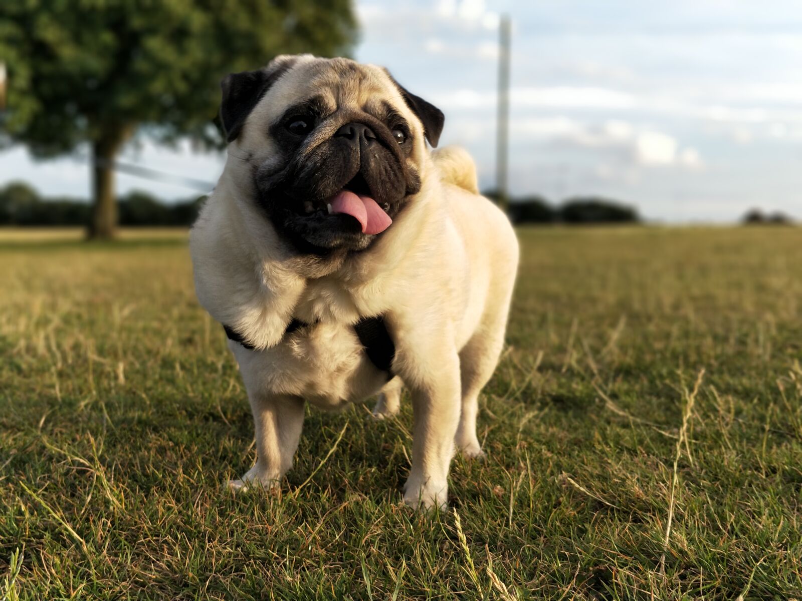 OnePlus 5 sample photo. Frank, pug, pugs photography