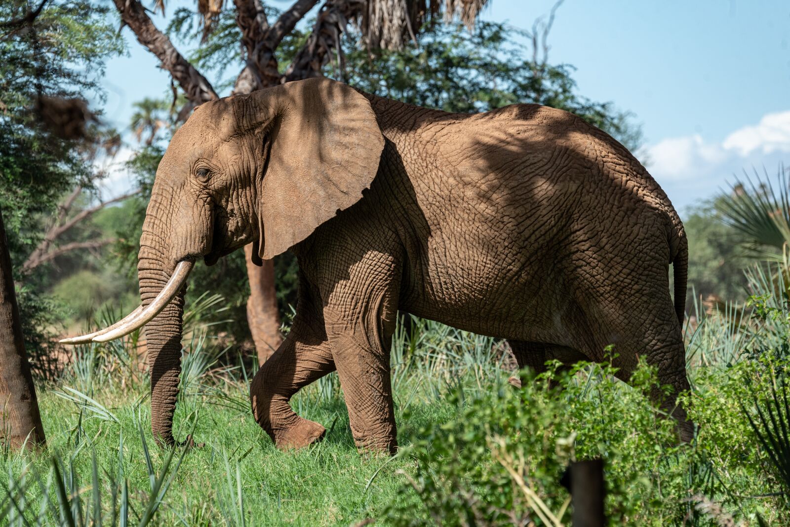 Nikon D750 sample photo. Elephant, africa, safari photography