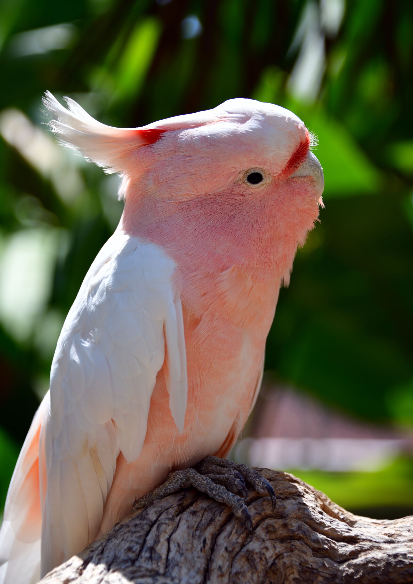 Nikon D850 sample photo. Parrot, pink, bird photography