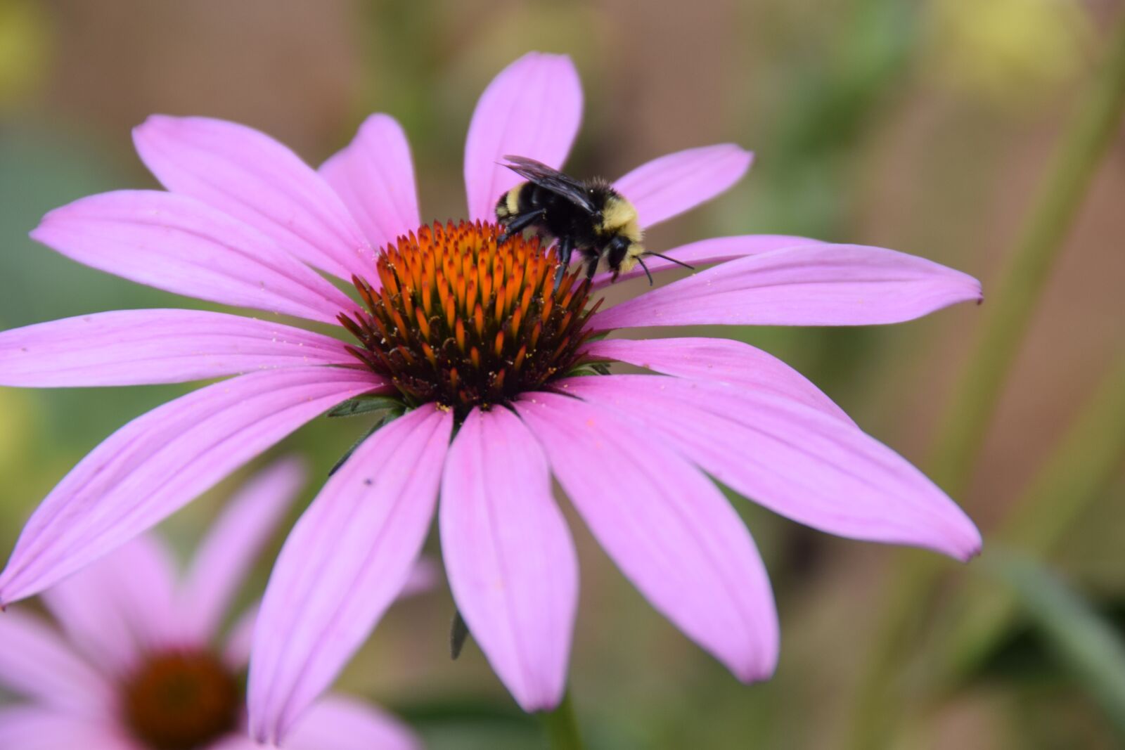 Nikon D3300 sample photo. Bee, flower, pollen photography