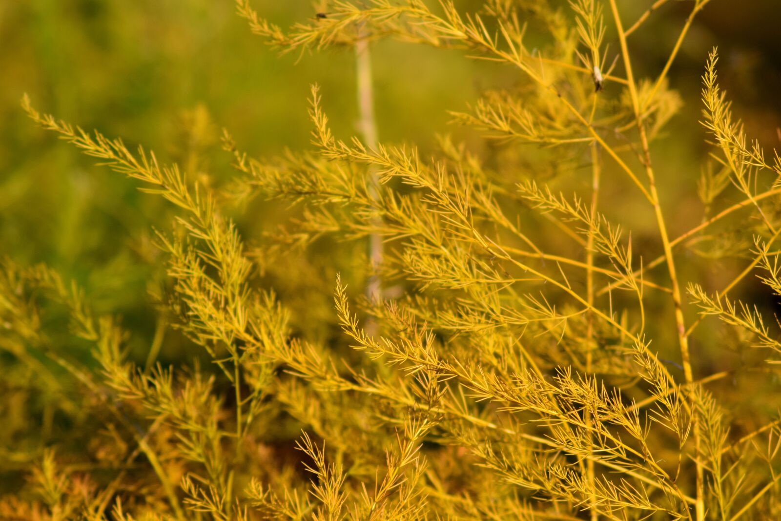 Nikon D3300 sample photo. Asparagus plant, autumn, close photography