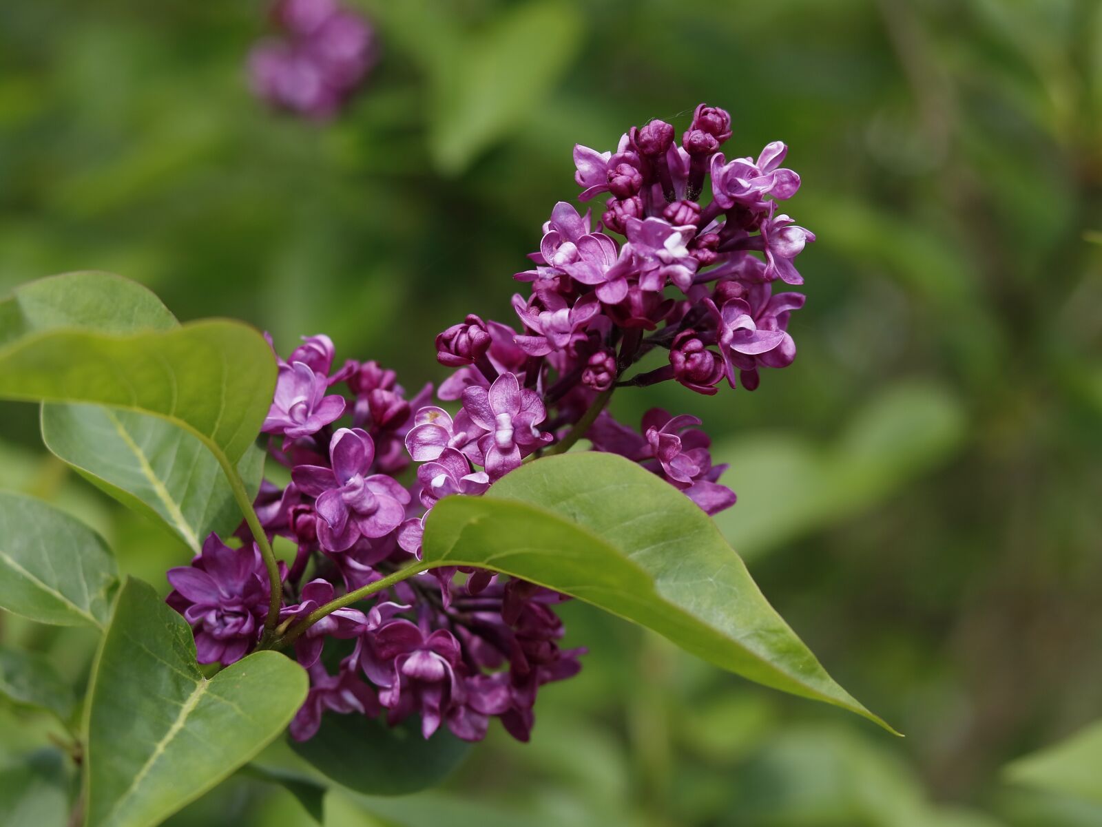 Canon EOS 750D (EOS Rebel T6i / EOS Kiss X8i) sample photo. Lilac, flowers, garden photography