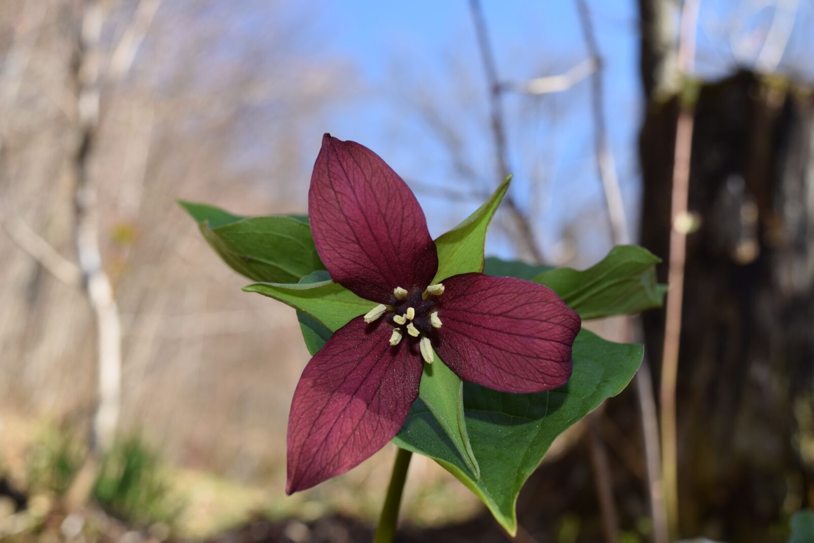 Nikon D3300 sample photo. Flower, red trillium, spring photography