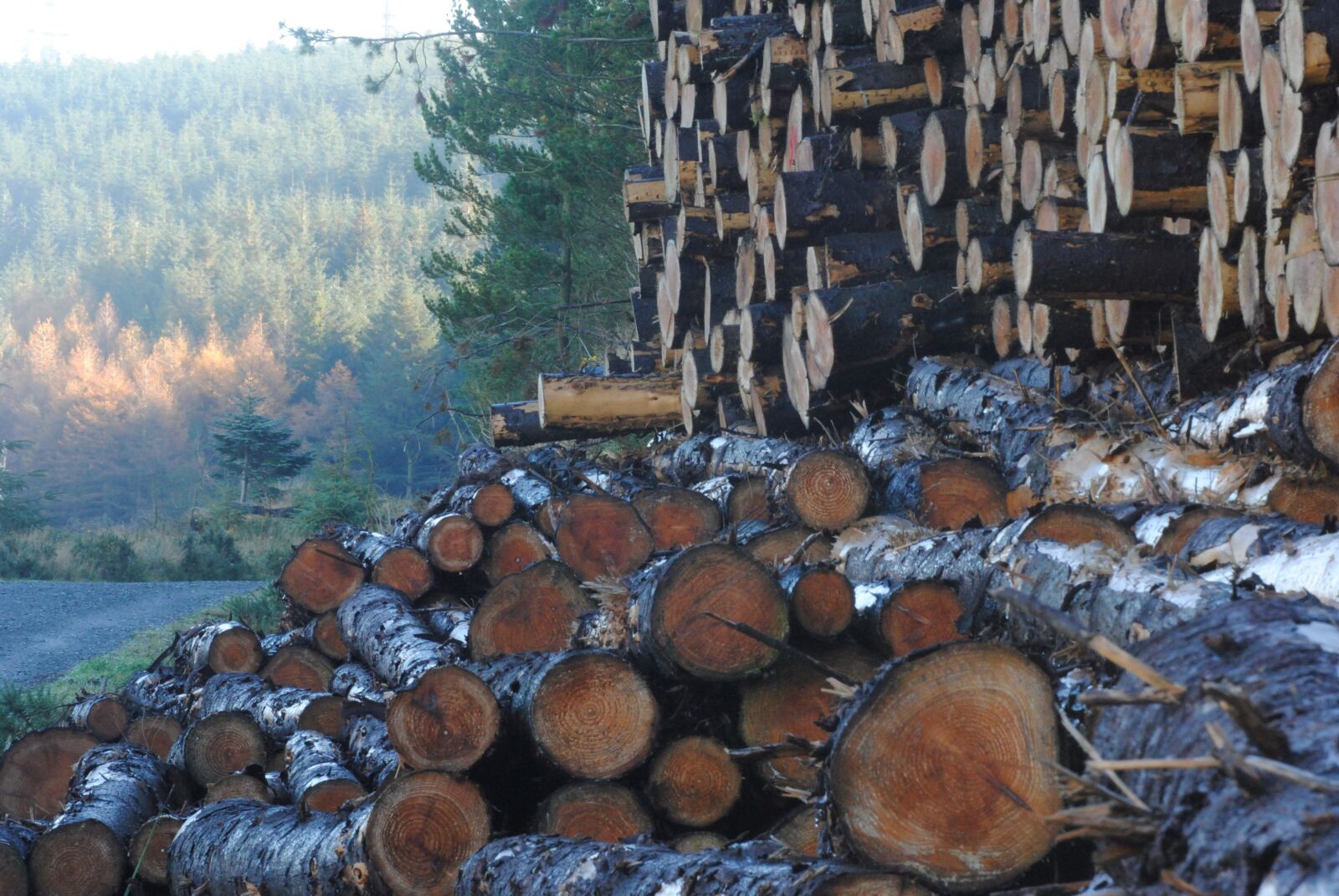 Nikon D3000 sample photo. Wood, lumber, forest photography