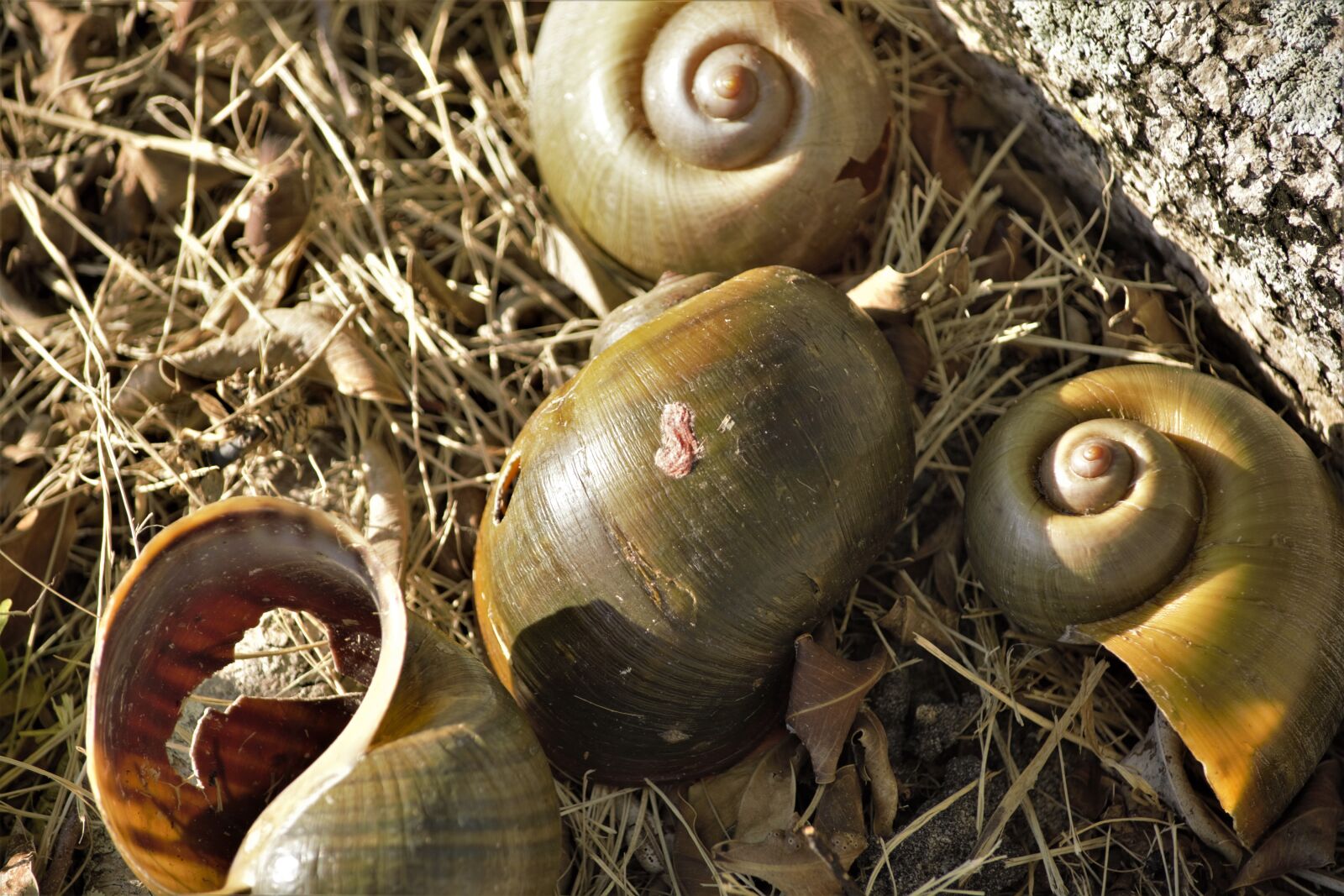Nikon D7100 sample photo. Art, shell art, portrait photography