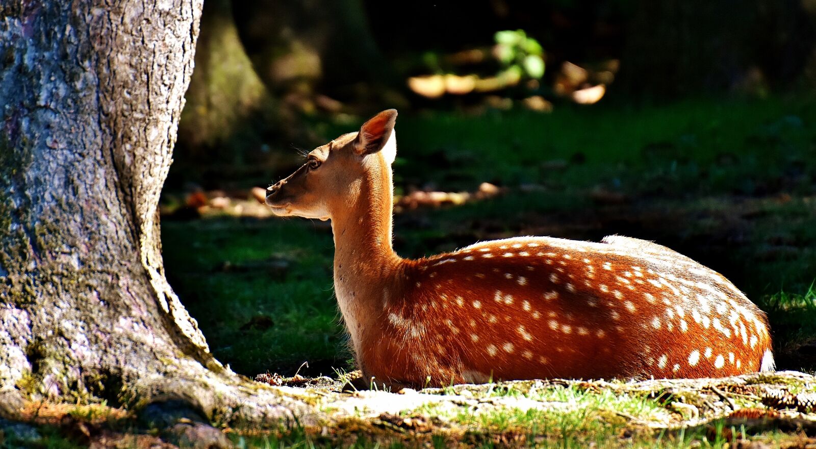 Nikon D7200 sample photo. Roe deer, wild, forest photography