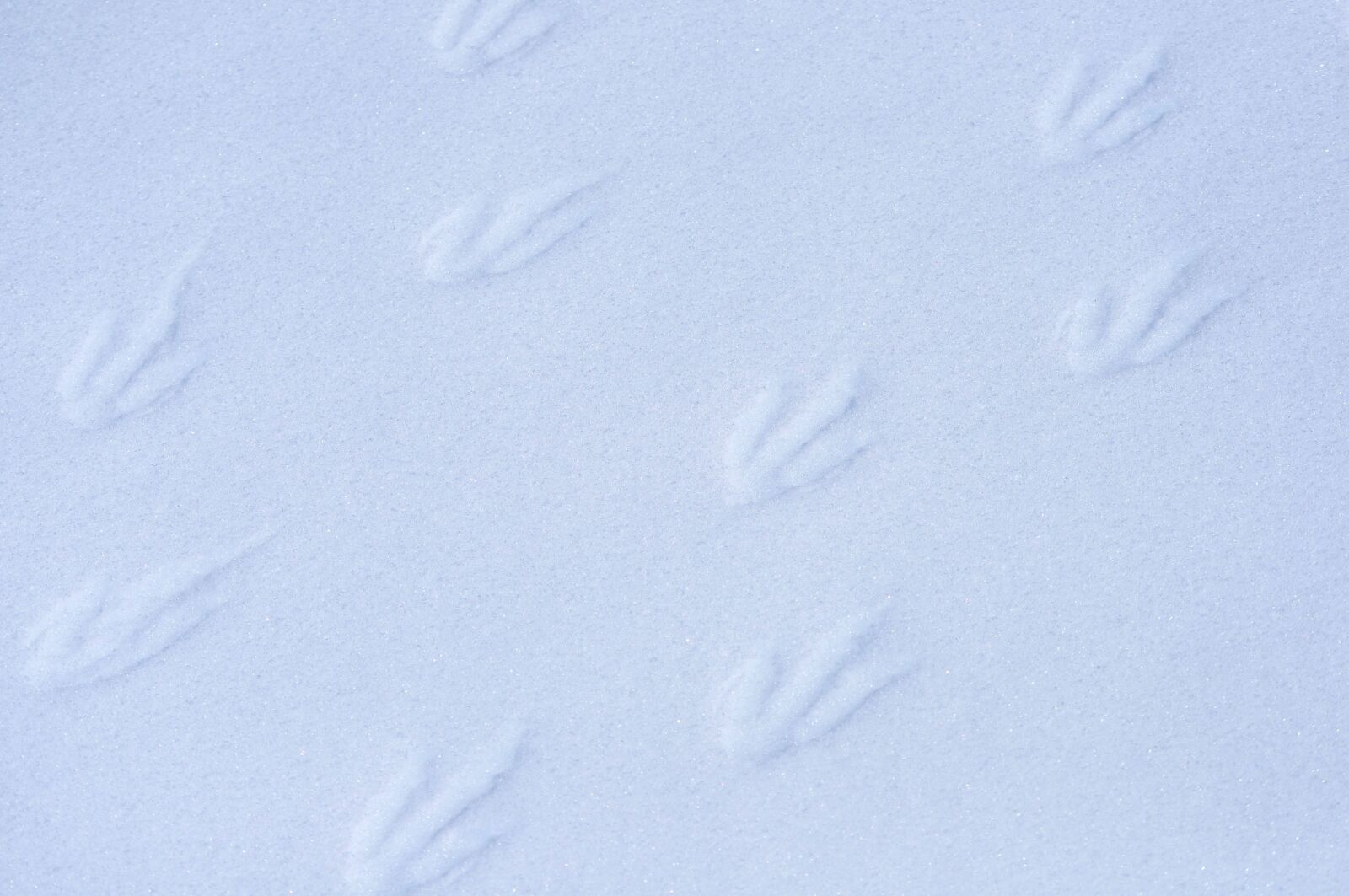 Nikon D5000 sample photo. Penguin, footprints, wildlife photography
