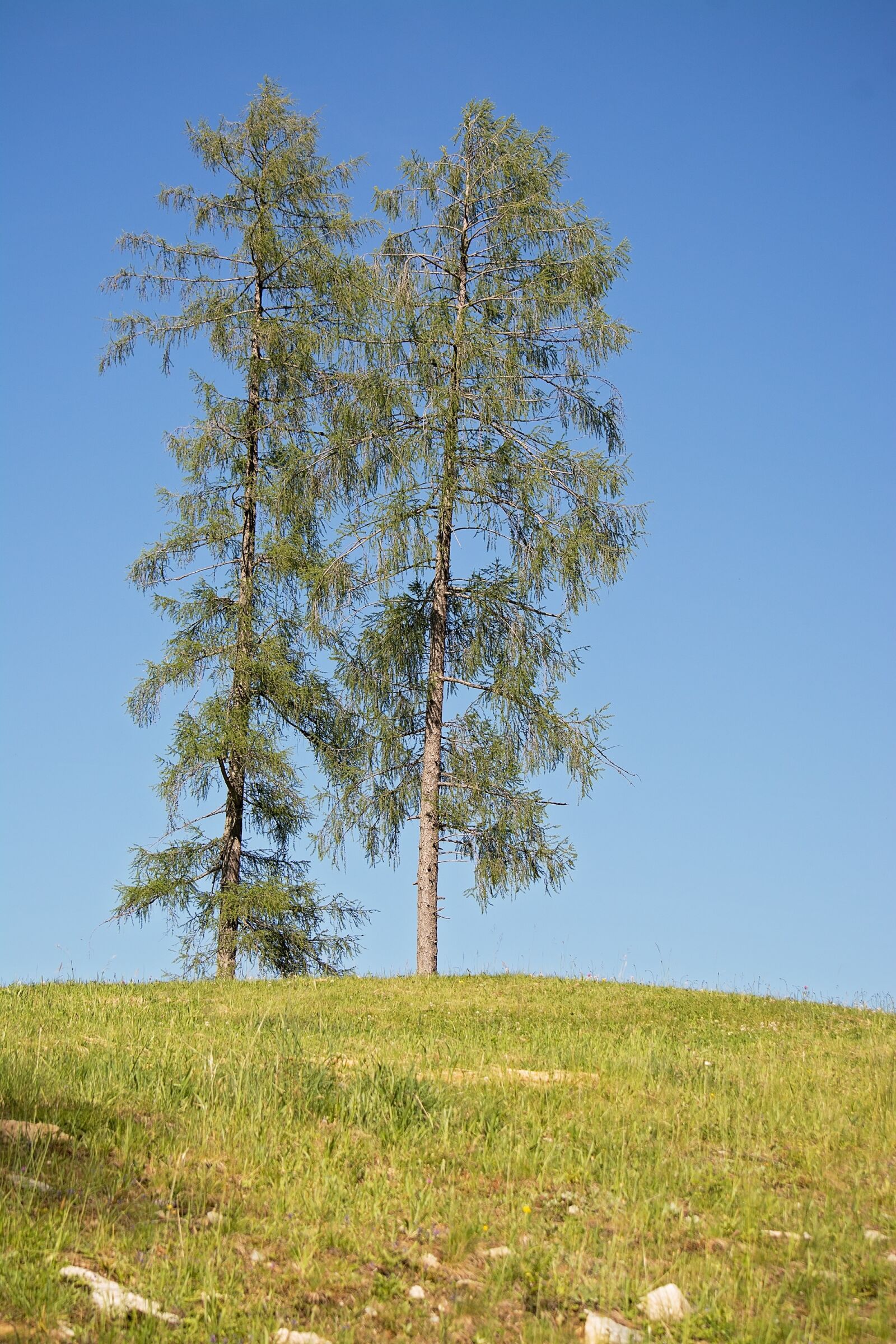 Nikon D7100 sample photo. Trees, sky, landscape photography