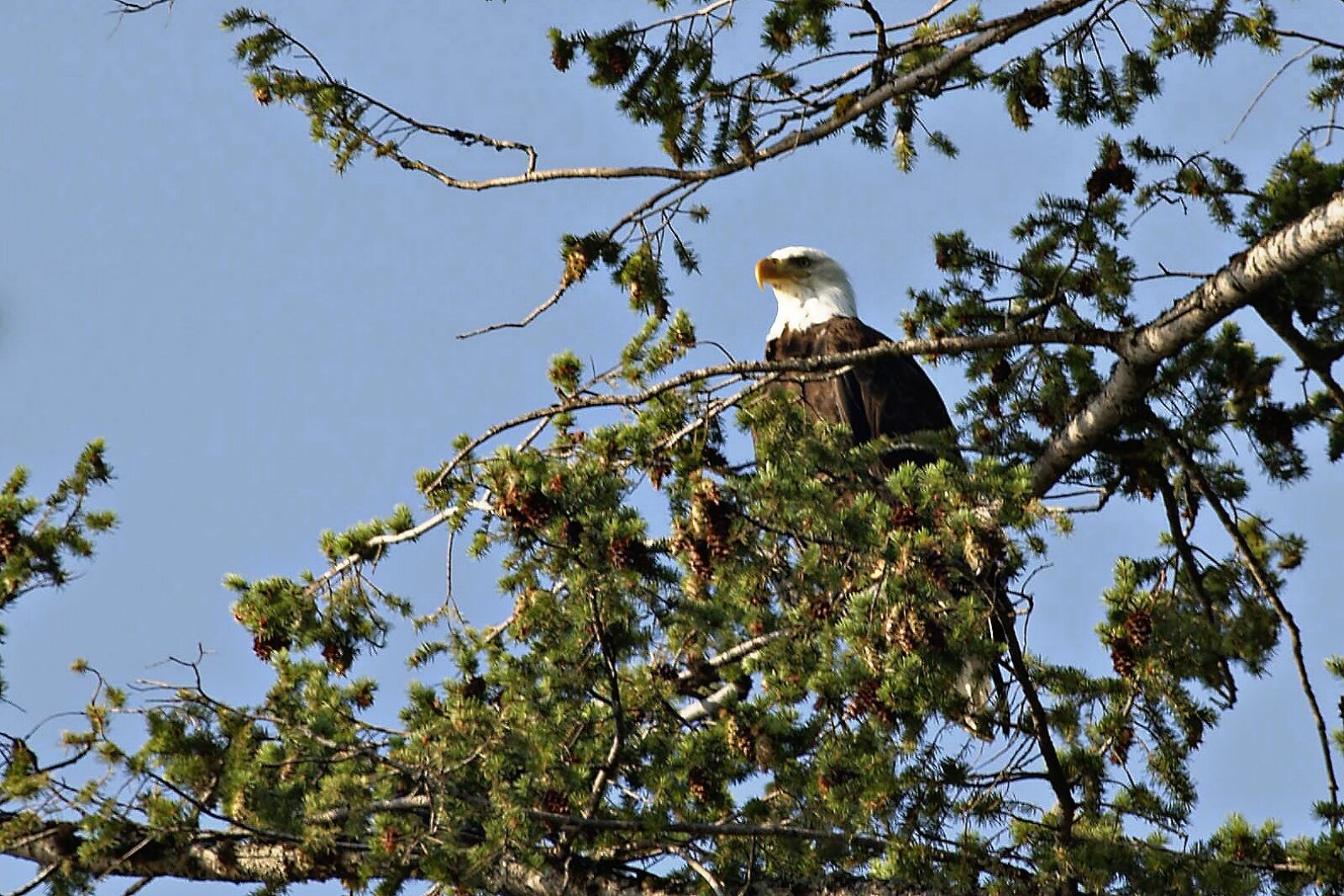 Olympus E-330 (EVOLT E-330) sample photo. Bald eagle, bird, raptor photography
