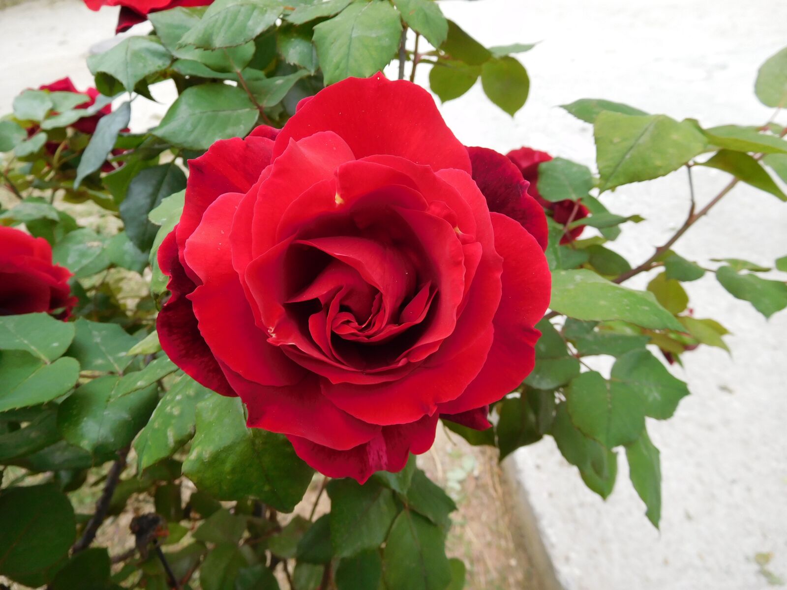 Nikon Coolpix S7000 sample photo. Red, rose, flower photography