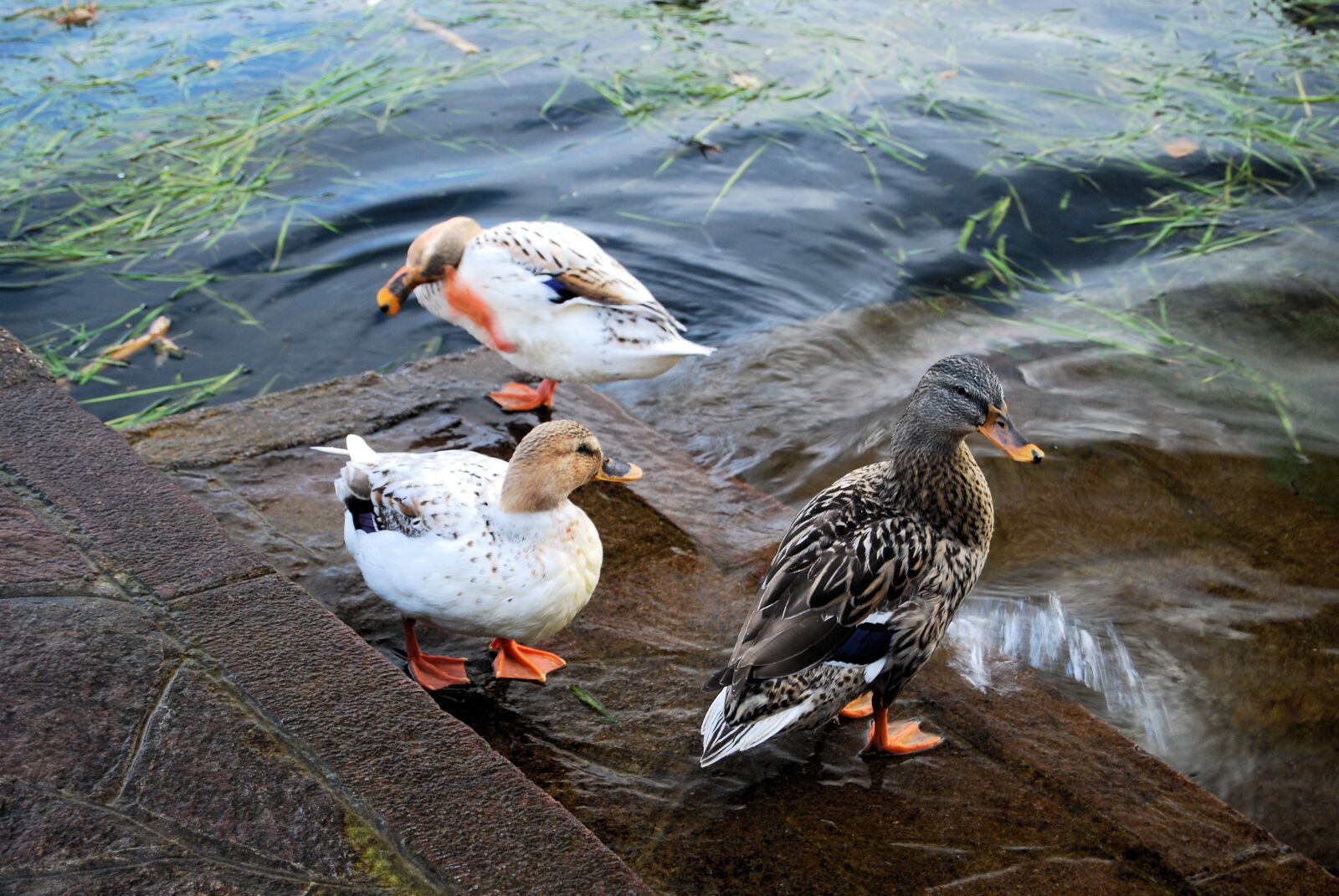 Nikon D40X sample photo. Ducks, nature, animals photography