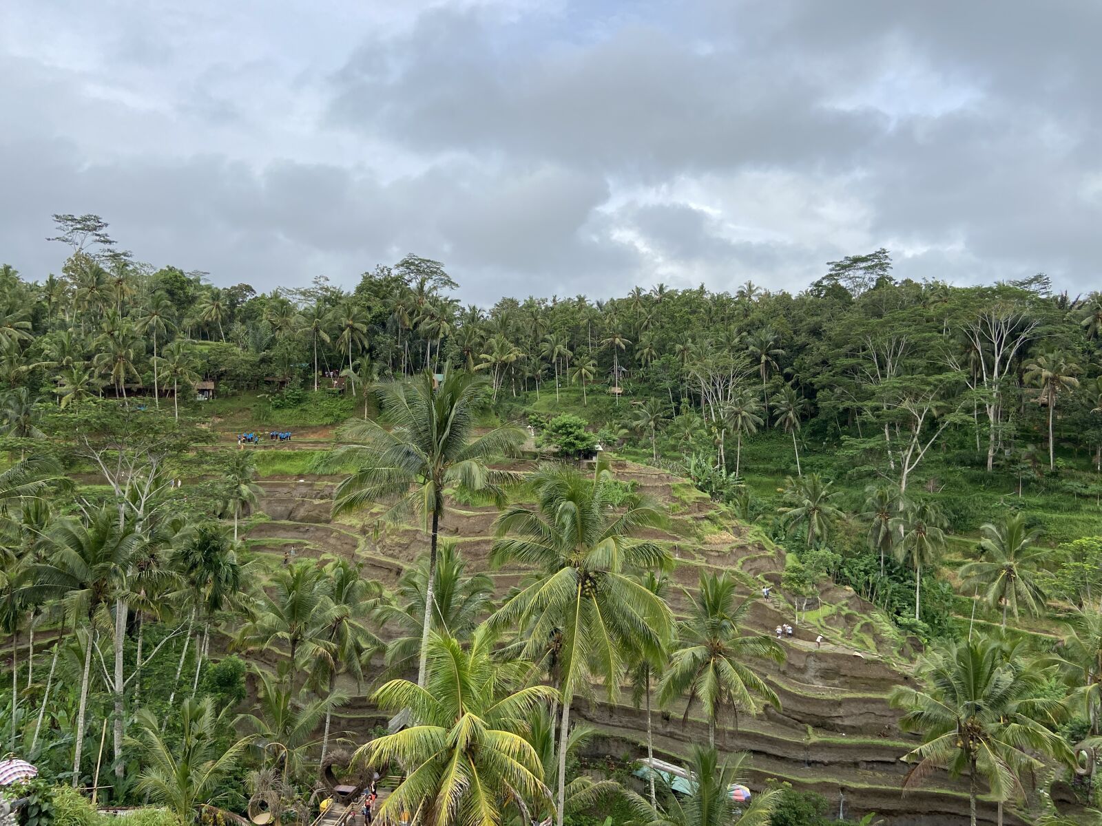 iPhone 11 back camera 4.25mm f/1.8 sample photo. Rice terrain, bali, coconut photography