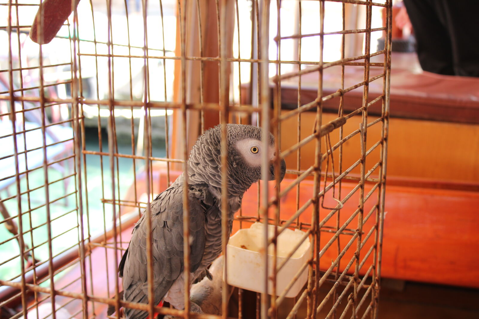 Canon EF-S 18-55mm F3.5-5.6 IS sample photo. Animal, bird, orange, parrot photography