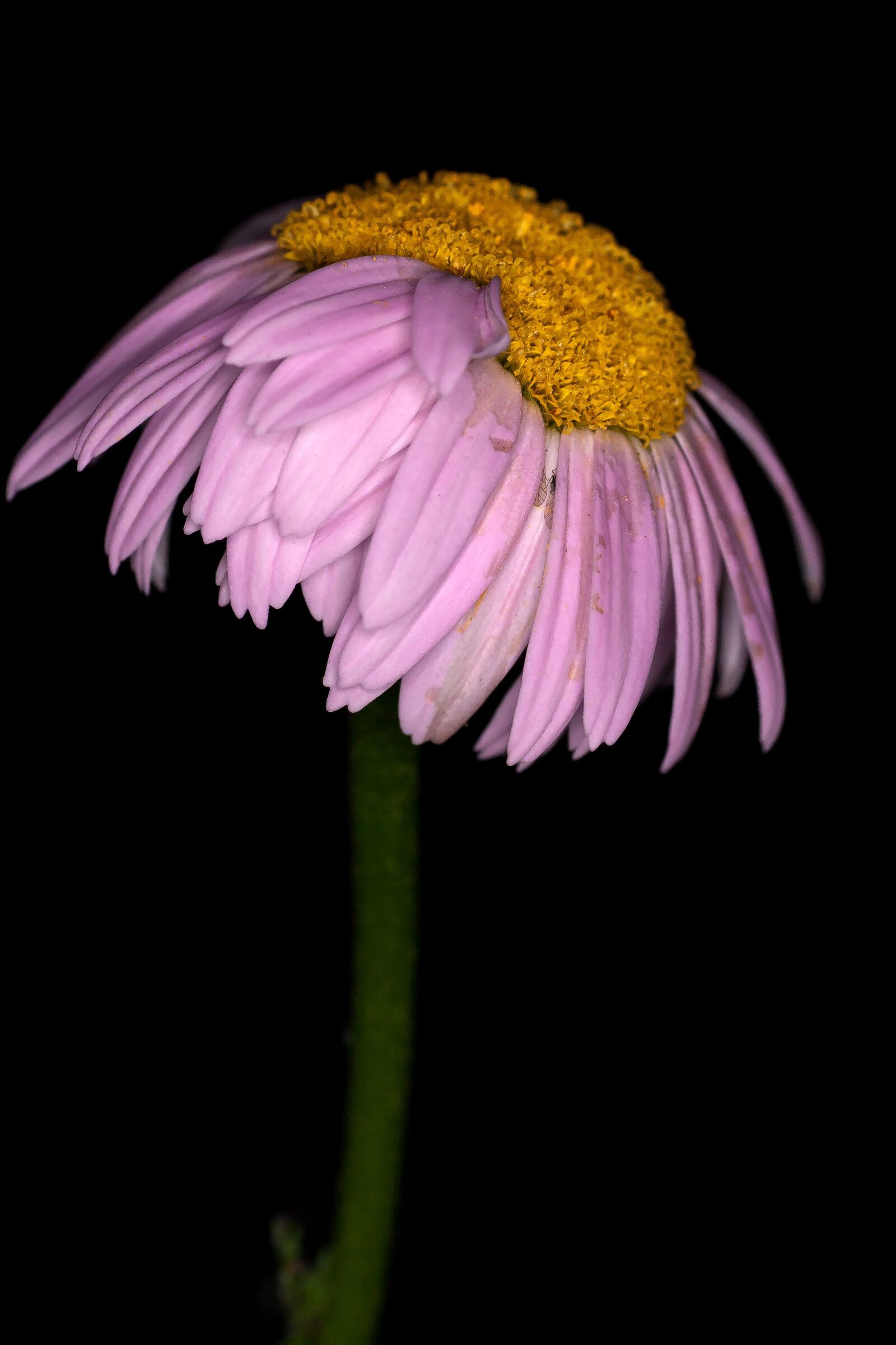 Canon EOS 400D (EOS Digital Rebel XTi / EOS Kiss Digital X) sample photo. Flower, margaret, pink photography