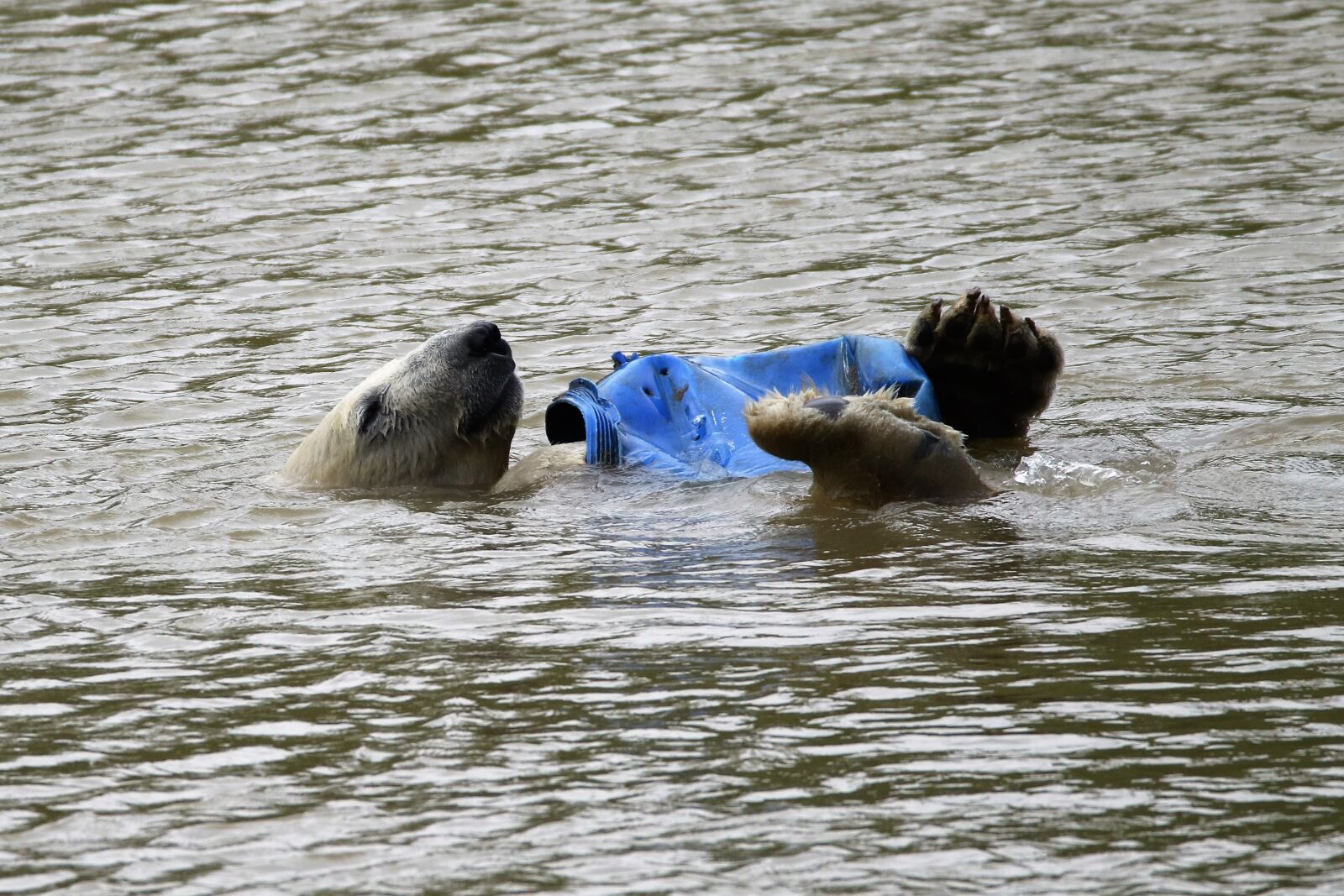 Canon EOS 7D Mark II sample photo. Polar bear, white, bear photography
