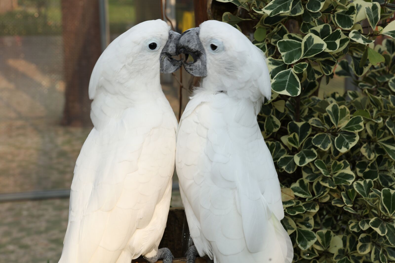 Canon EOS 5DS R + Canon EF 24-70mm F2.8L II USM sample photo. Beautiful macaw, macaw, cute photography