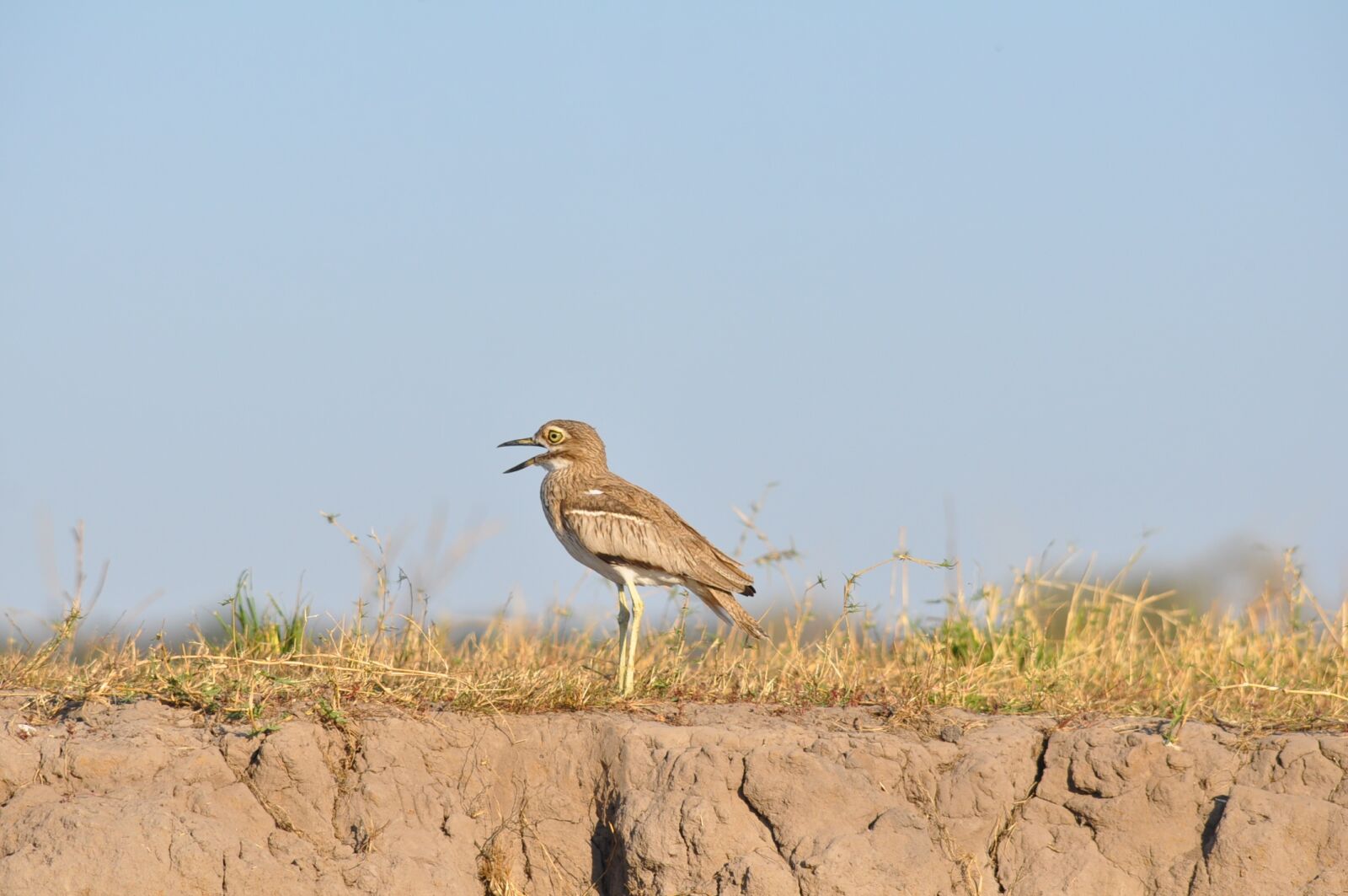 Nikon D90 sample photo. Nature, outdoors, wildlife photography
