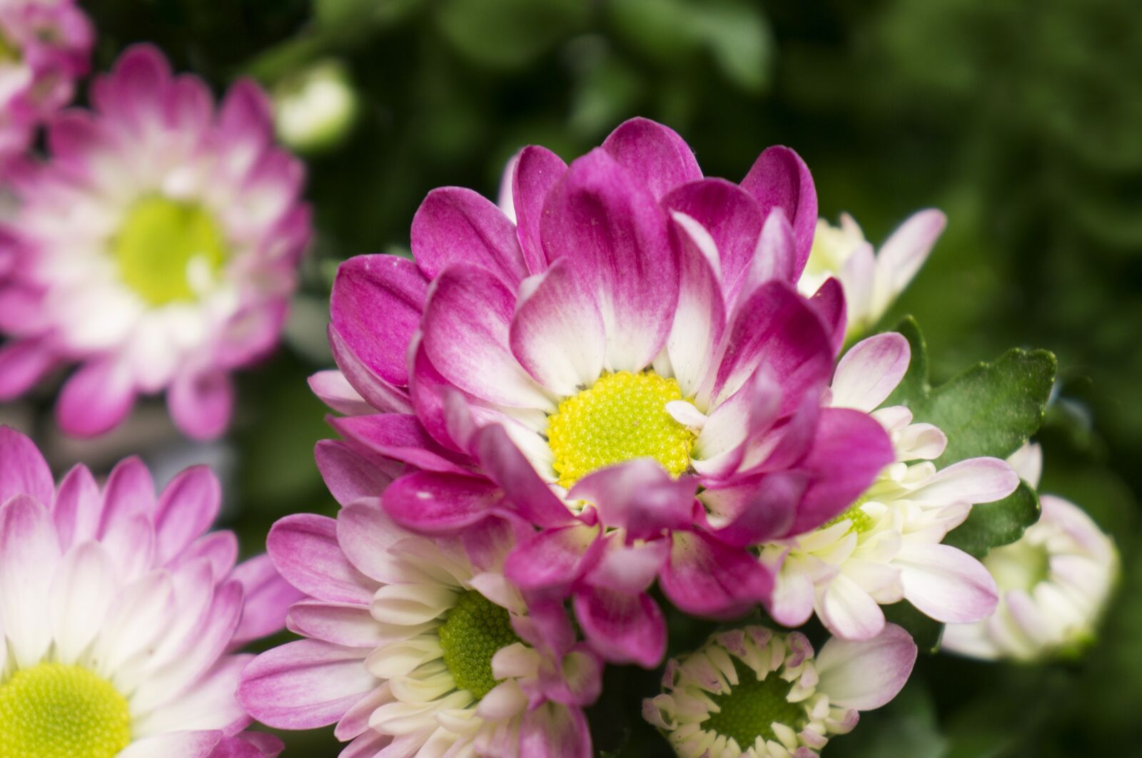 Sony Alpha NEX-F3 + Sony E 18-55mm F3.5-5.6 OSS sample photo. Chrysanthemum, pink purple, natural photography