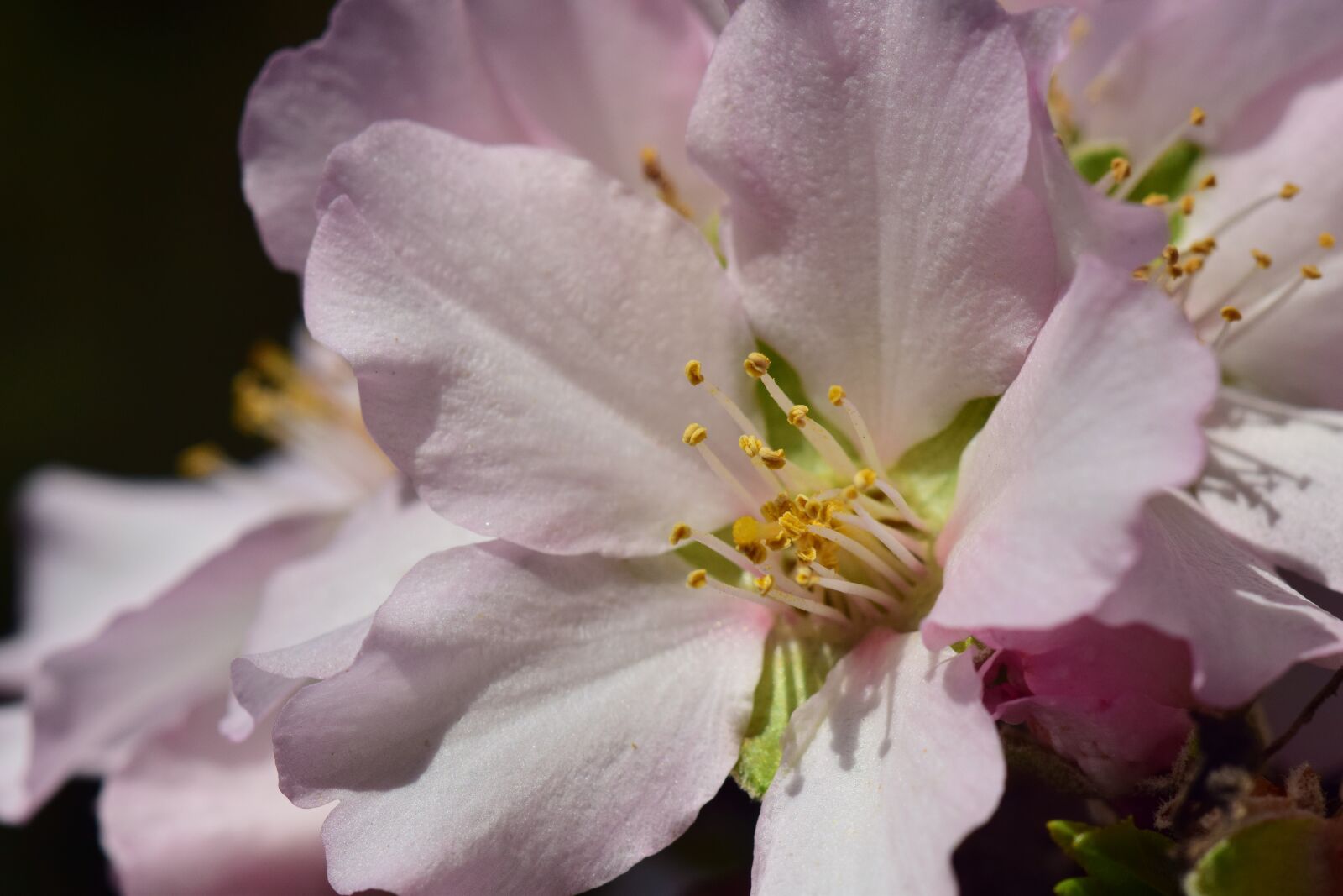 Nikon D3300 sample photo. Almond tree, almond blossom photography